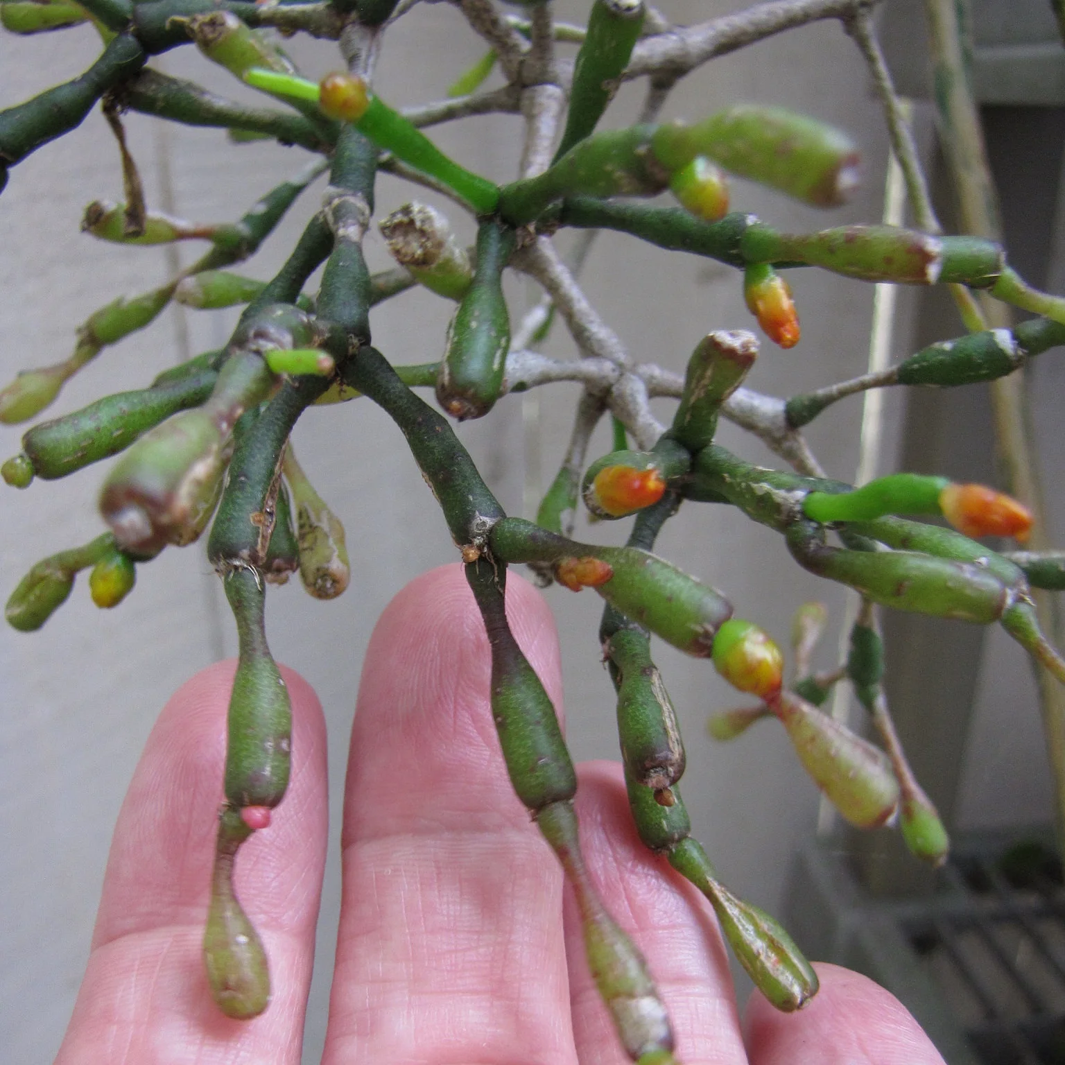 Hatiora salicornioides or drunkard’s dream. Photograph: Forest and Kim Starr on Flickr .