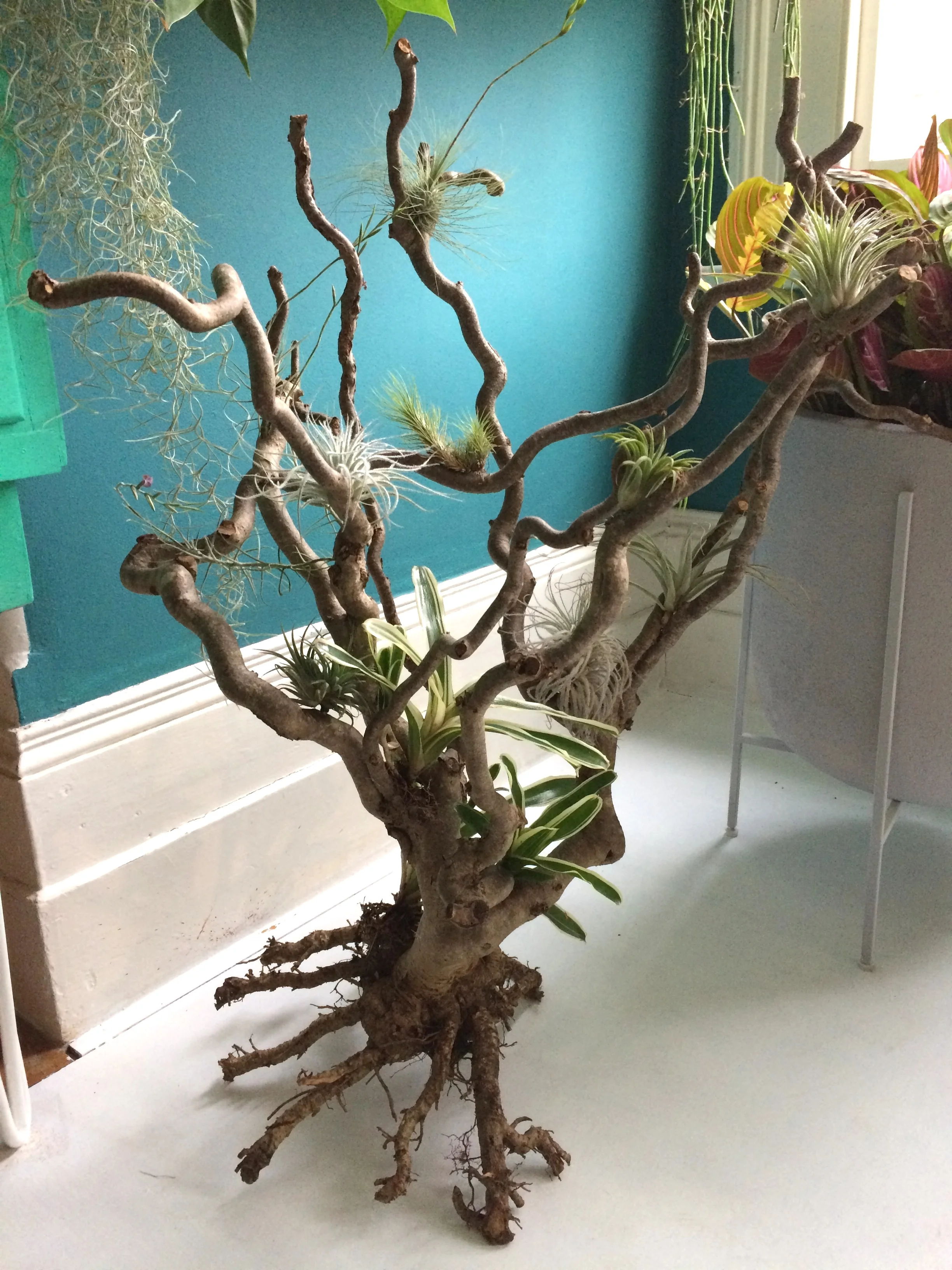 Rob’s air plants displayed on a dead twisted hazel. Photograph: Jane Perrone.