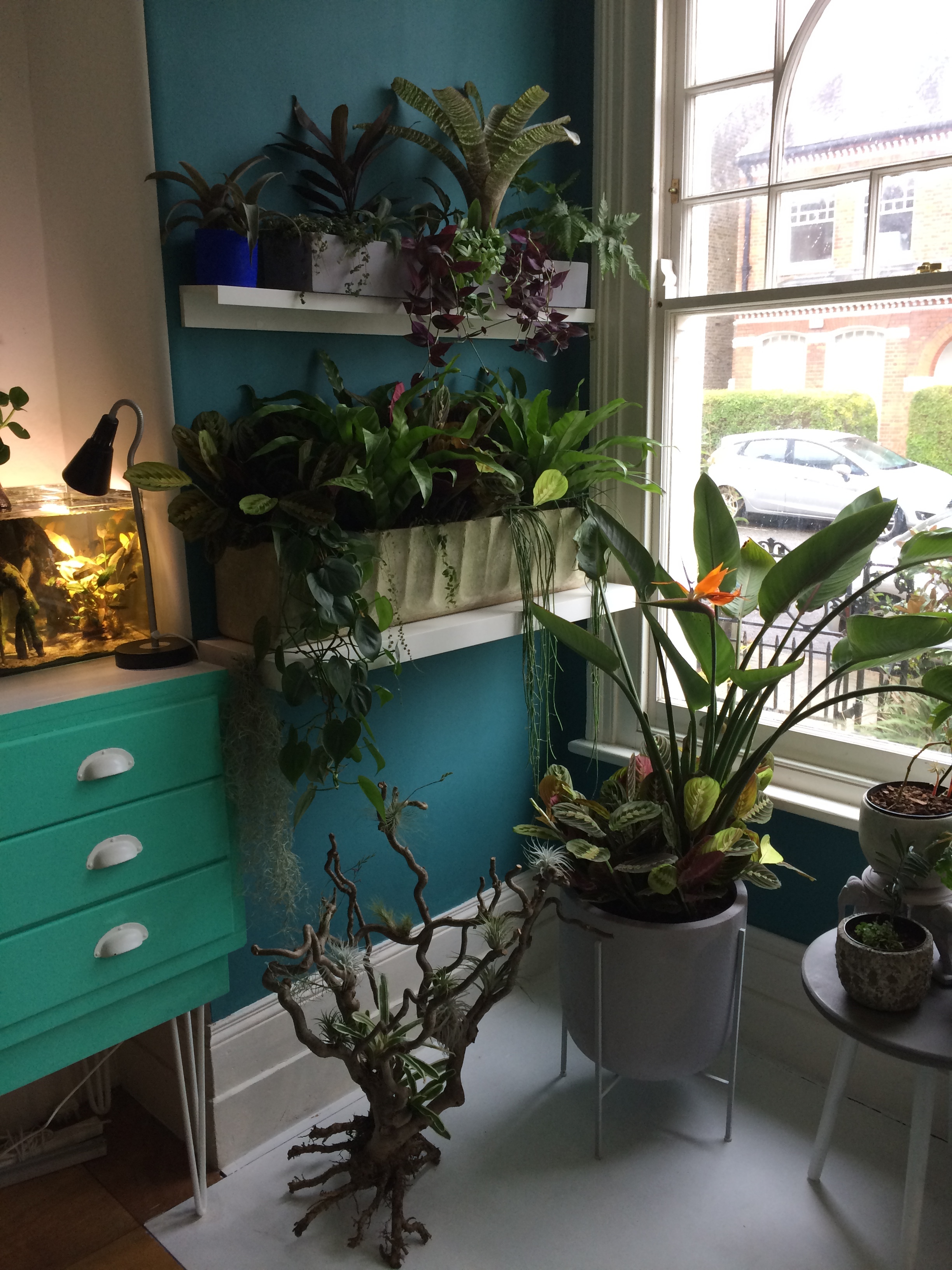 Rob's plant-packed lounge