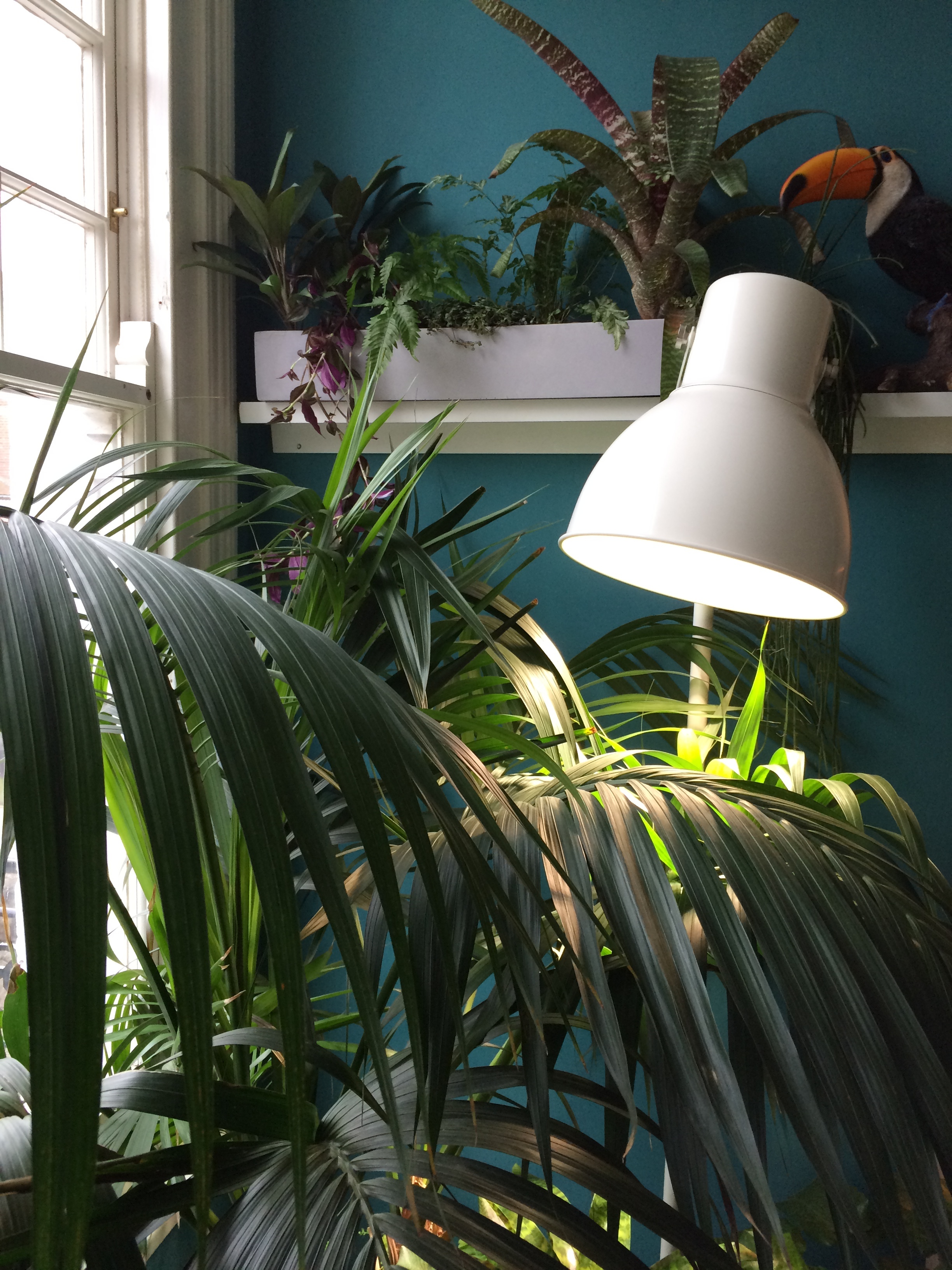 Kentia palm lit by an IKEA growlight