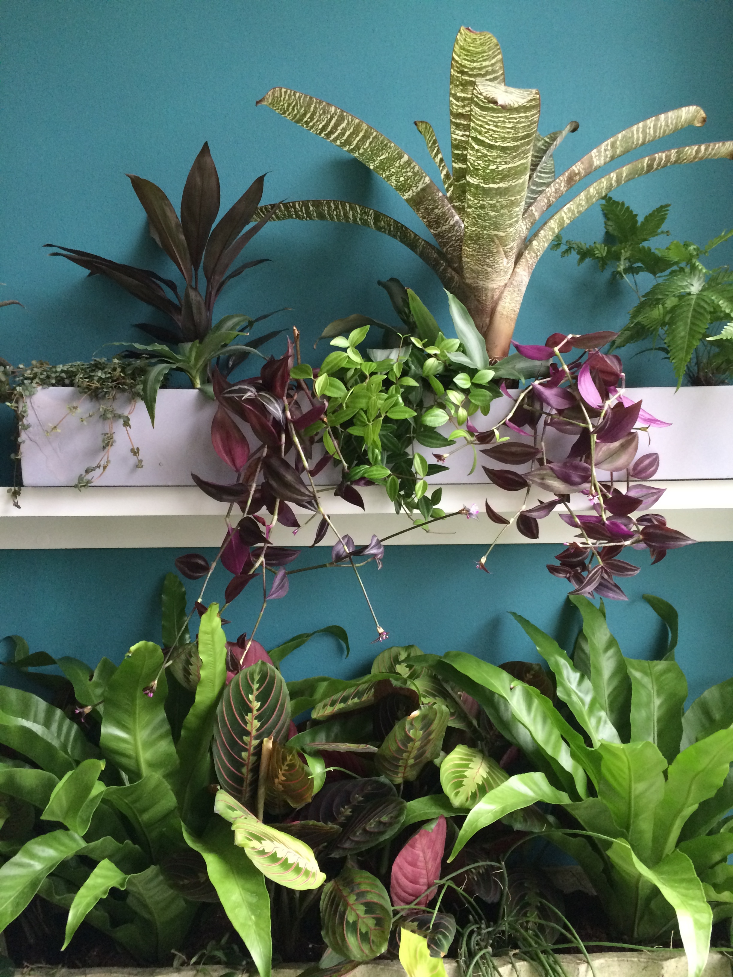 Marantas and ferns on the shelves