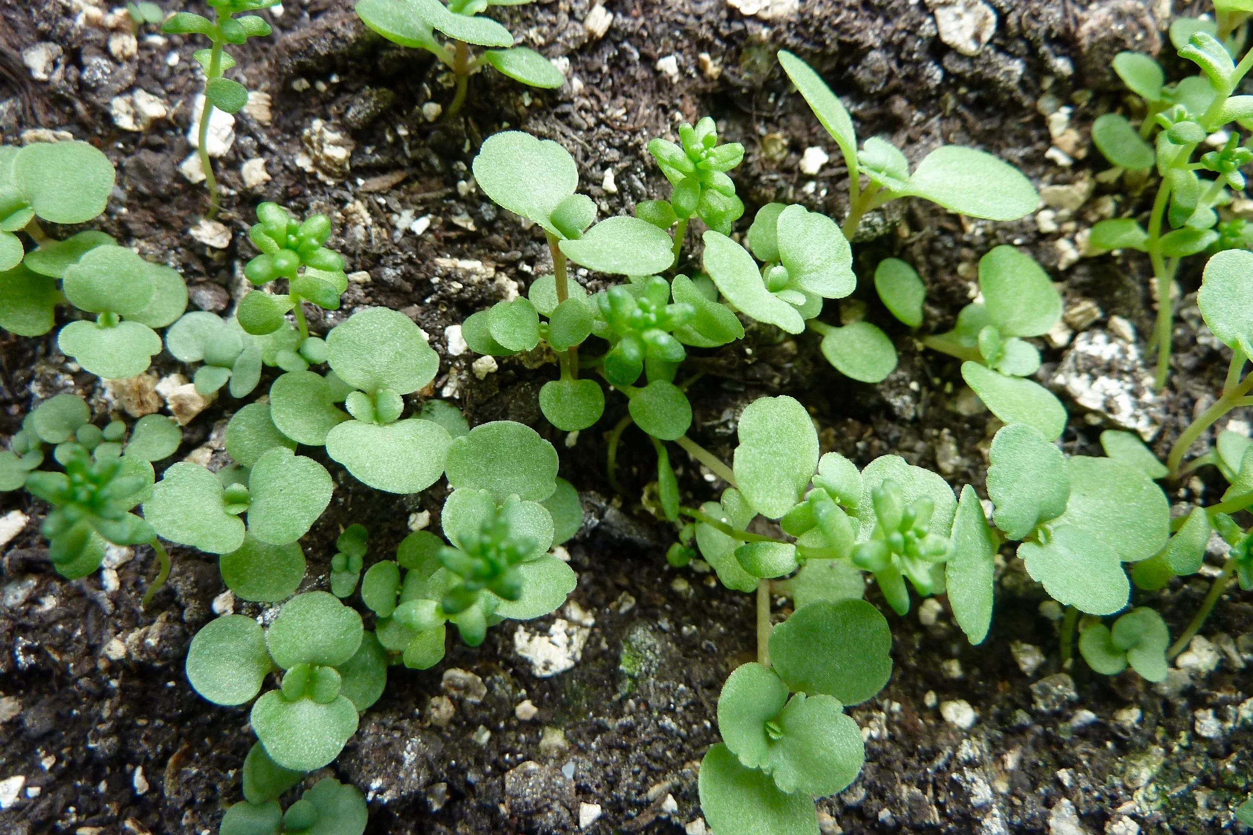 Sedum seedlings… Photograph: Jane Perrone