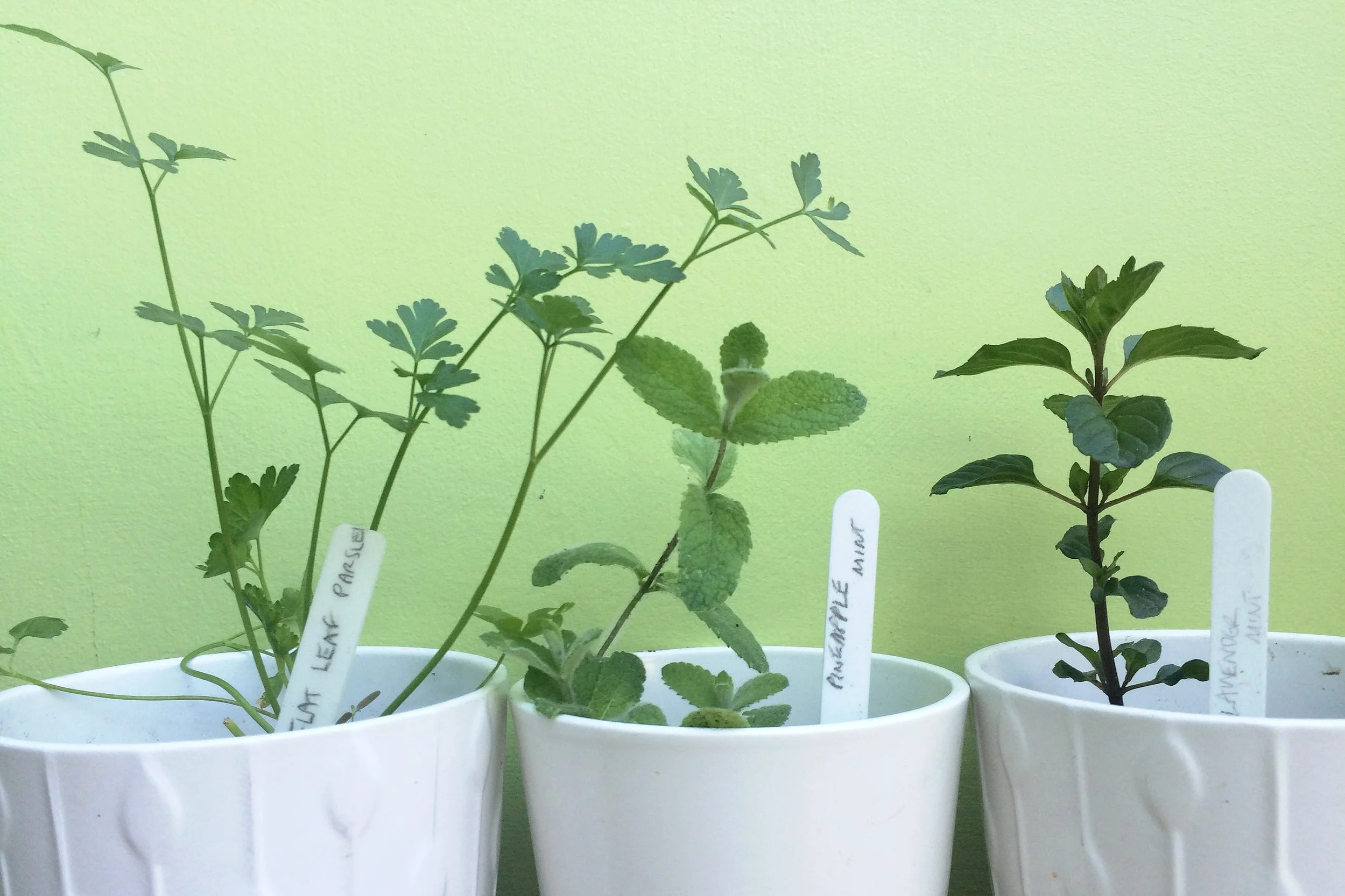Herbs in pots: (from left) flat leaf parsley, pineapple mint and lavender mint. Photograph: Jane Perrone.