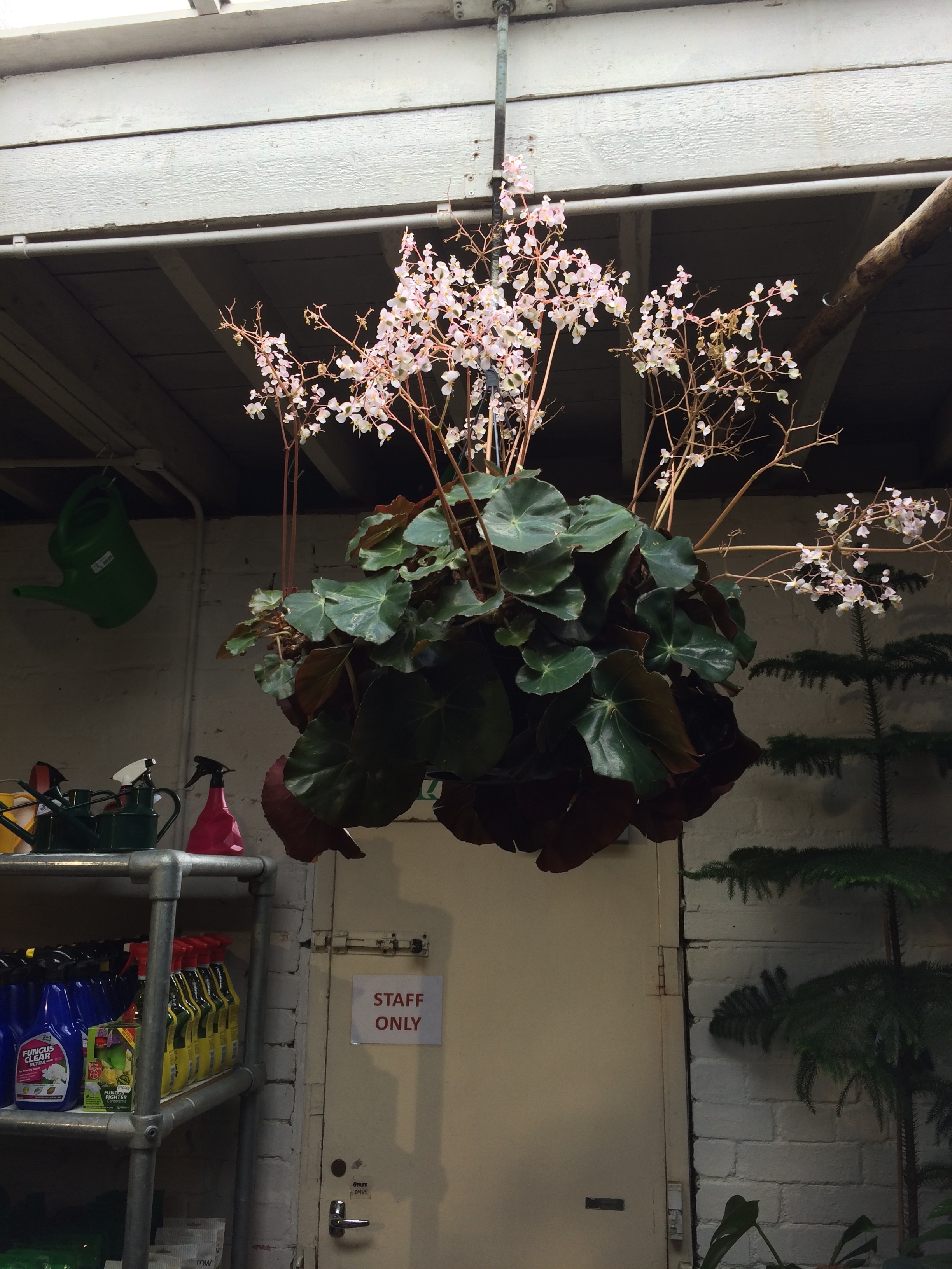 Beefsteak begonia on display on the shop floor at N1.