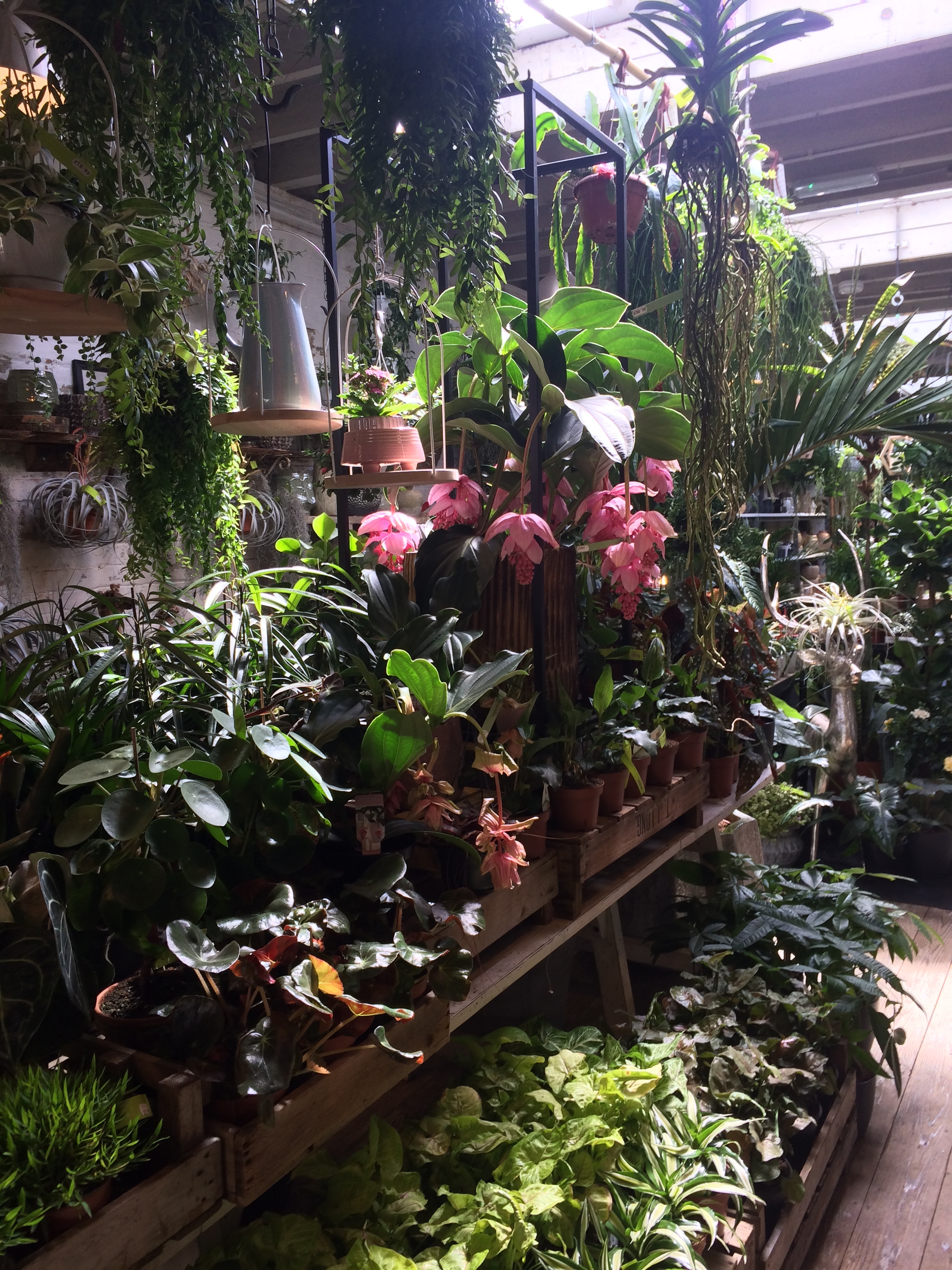 Plants on display at N1.
