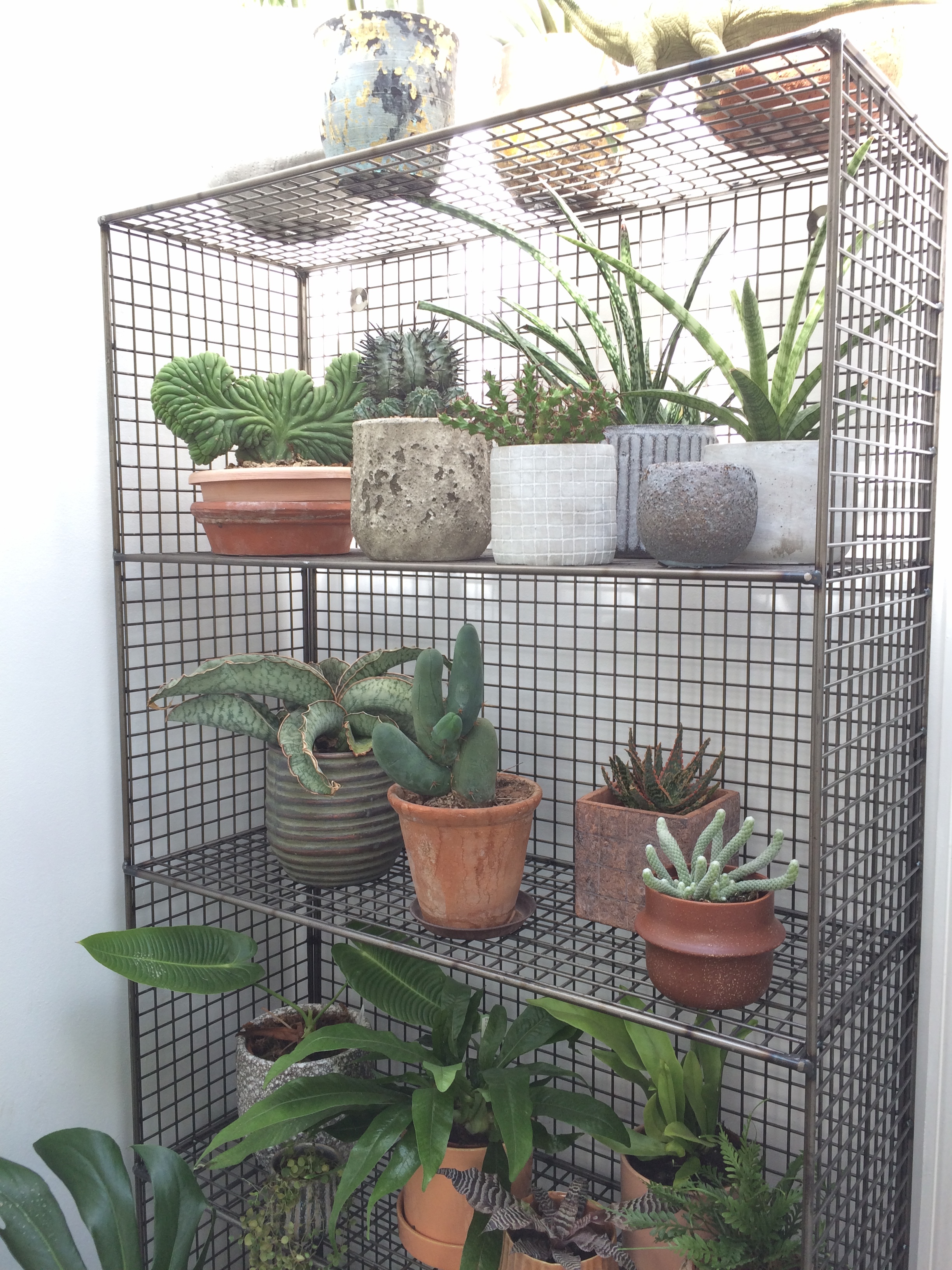 Succulent shelves in Paul Holt's office.