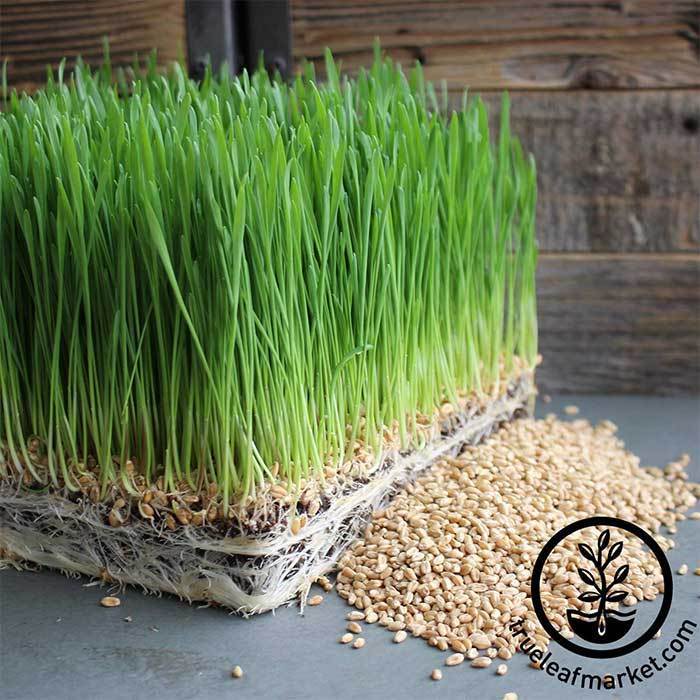True Leaf Market’s range of wheatgrass seeds and growing kits will get you set up in no time.