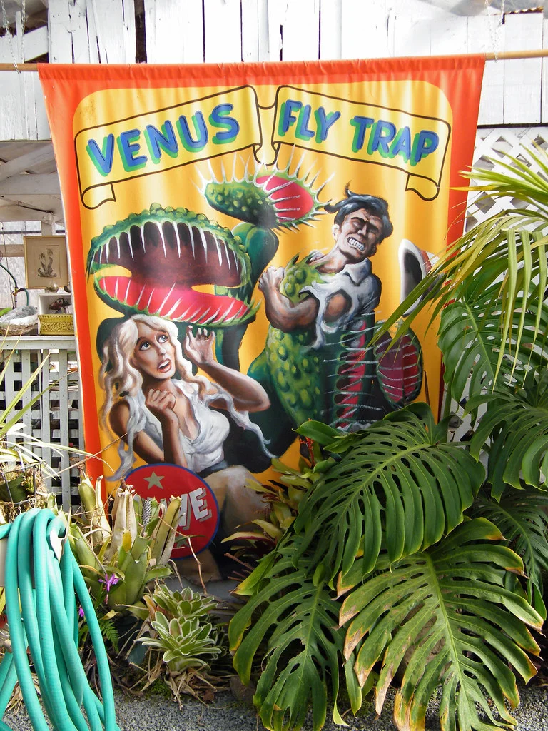 The myth of the man-eating venus flytrap is given a humorous airing at California Carnivores. Photograph: Sarah Stierch on Flickr .