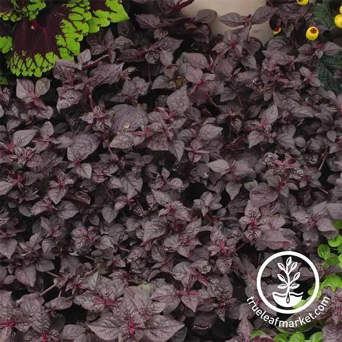 Iresine ‘Purple Lady’ makes an interesting plant - indoors or out!