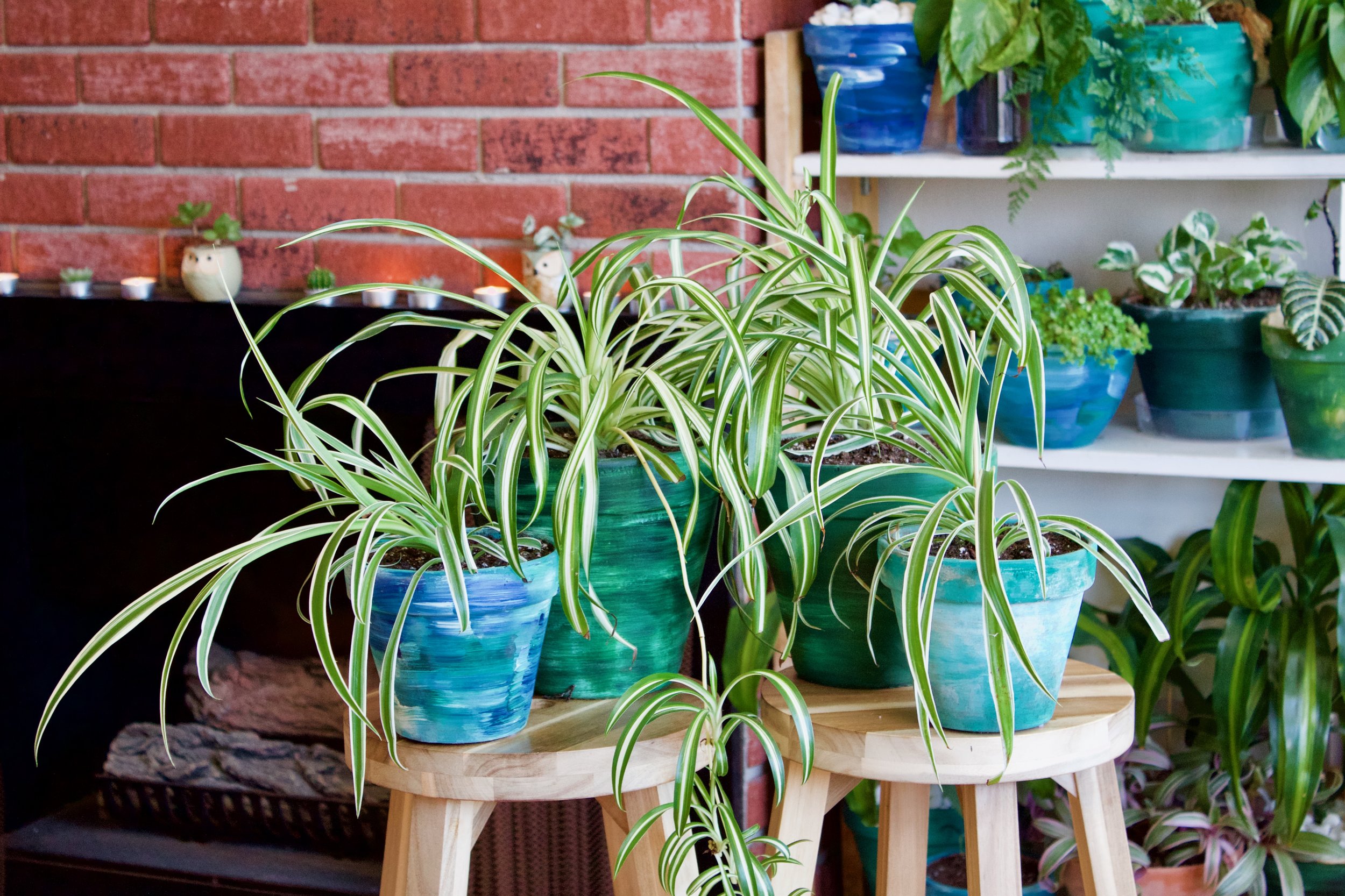 Large Spider Plant 'Reverse' (Chlorophytum comosum) – Rooted