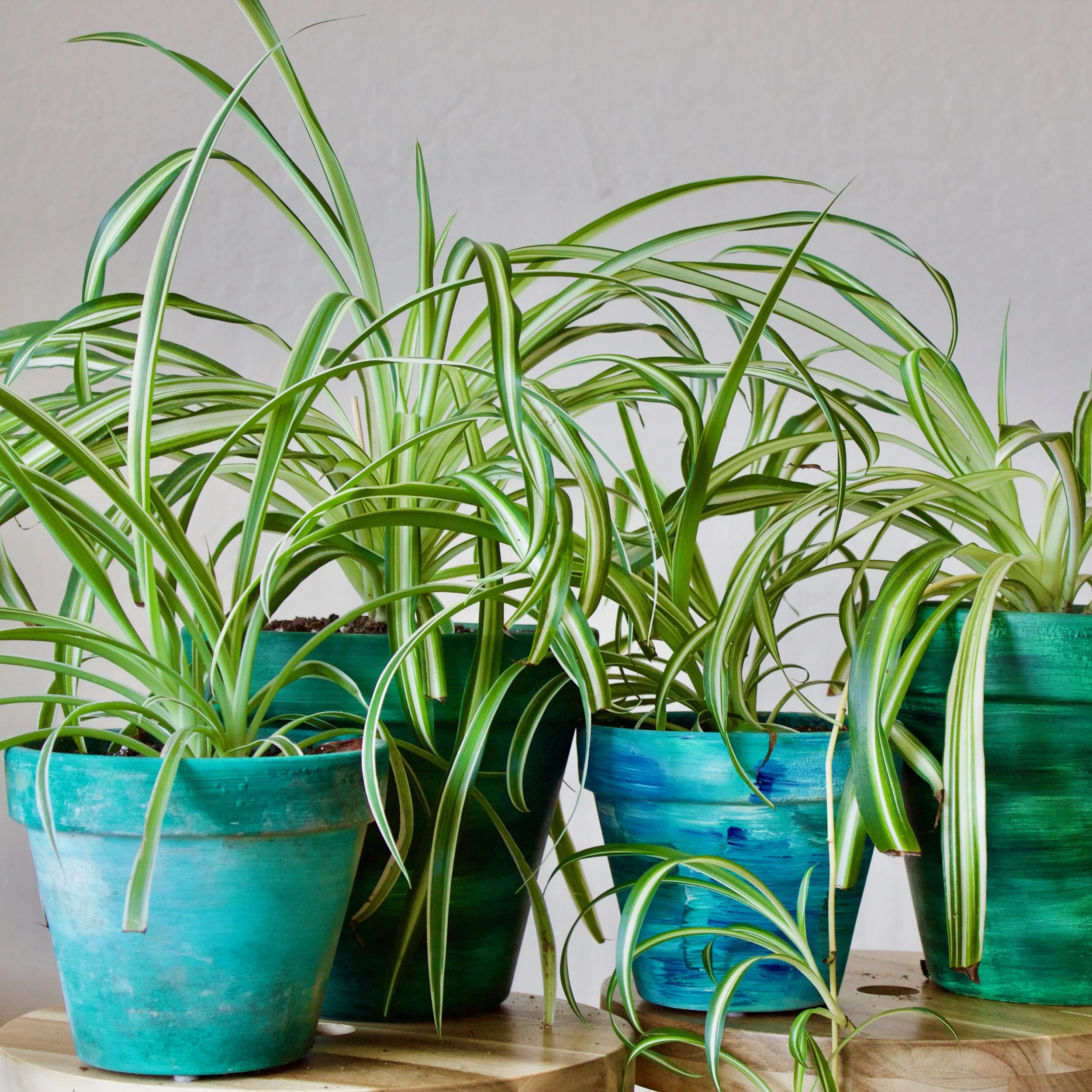 Episode 101: the spider plant aka Chlorophytum comosum