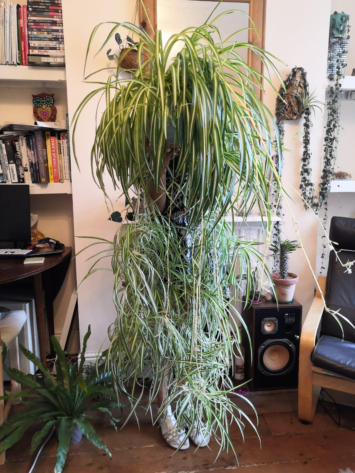 Large Spider Plant 'Reverse' (Chlorophytum comosum) – Rooted