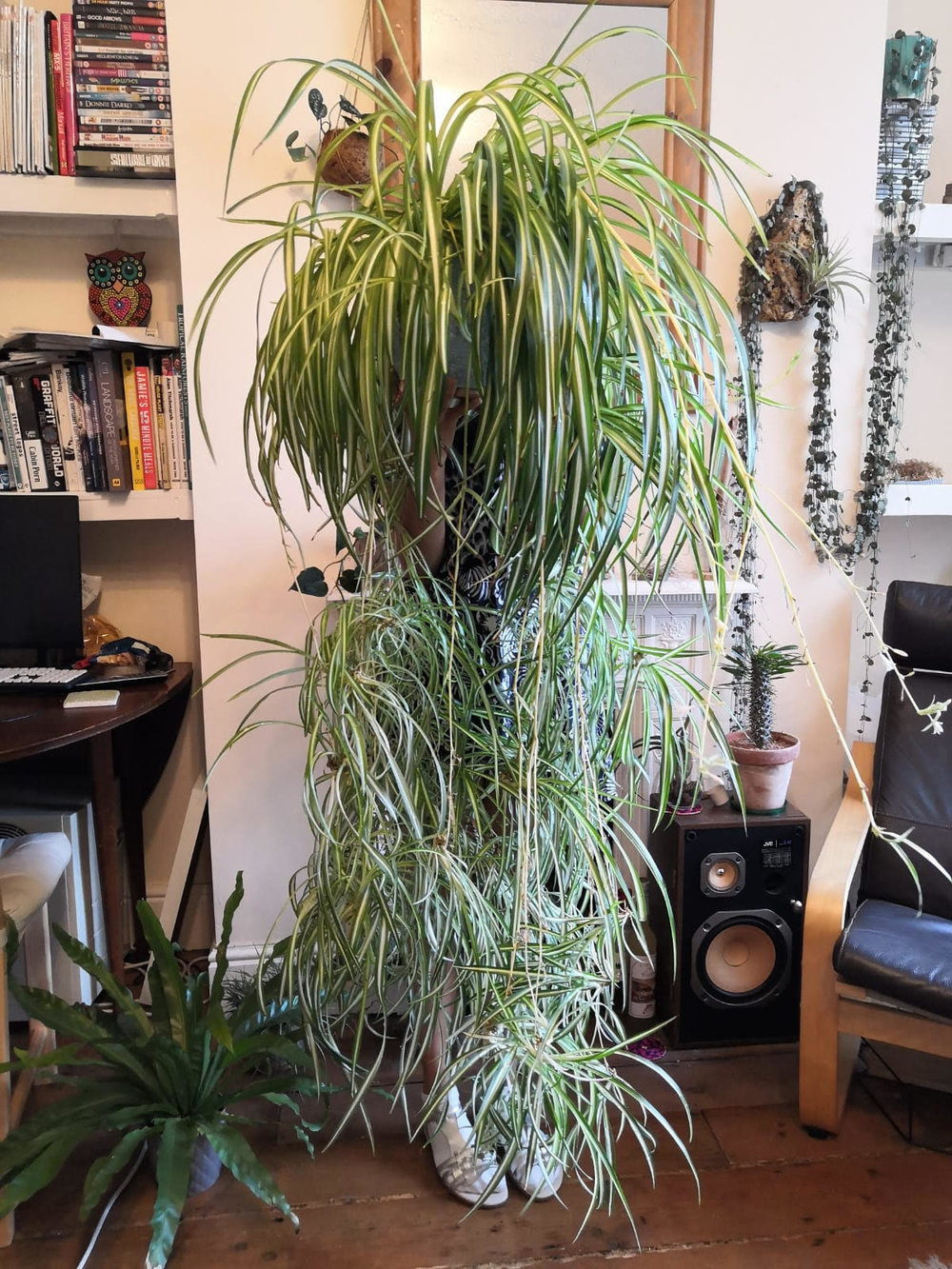 How to Make Spider Plant Bushier? 