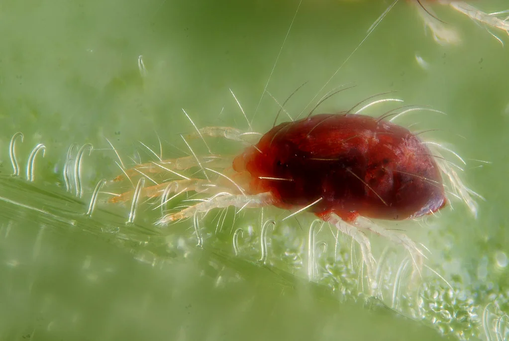 Red spider mites suck the sap from the undersides of leaves. Photograph: Gilles San Martin on Flickr .