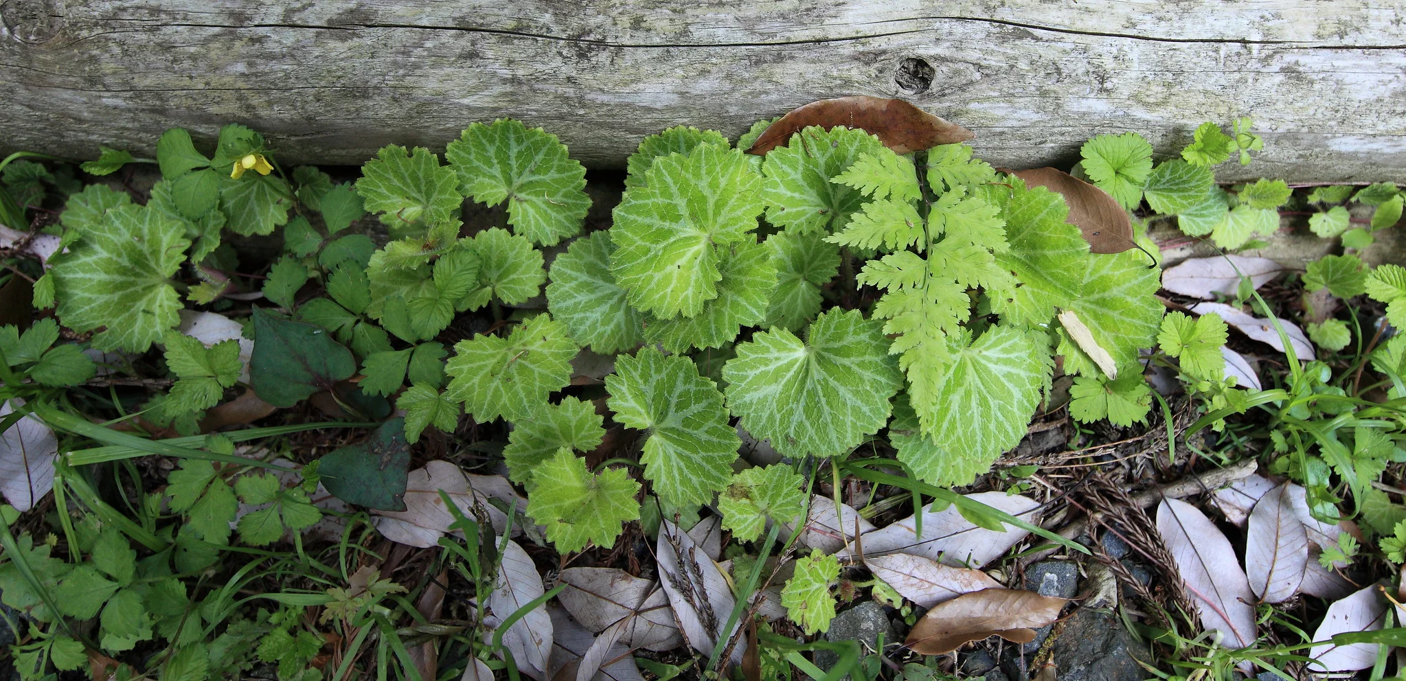 Strawberry saxifrage growing in Japan. Photograph: TANAKA Juuyoh (田中十洋) on Flickr .