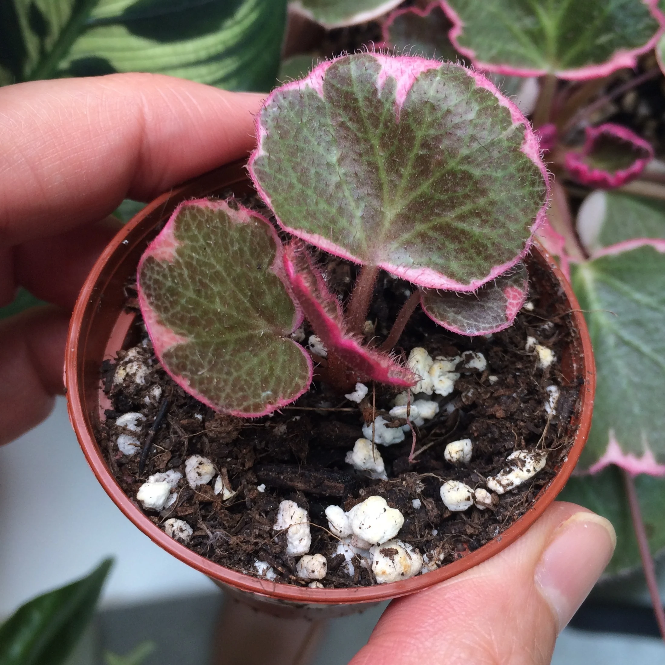 A dinky baby saxifrage newly potted up. Photograph: Jane Perrone.
