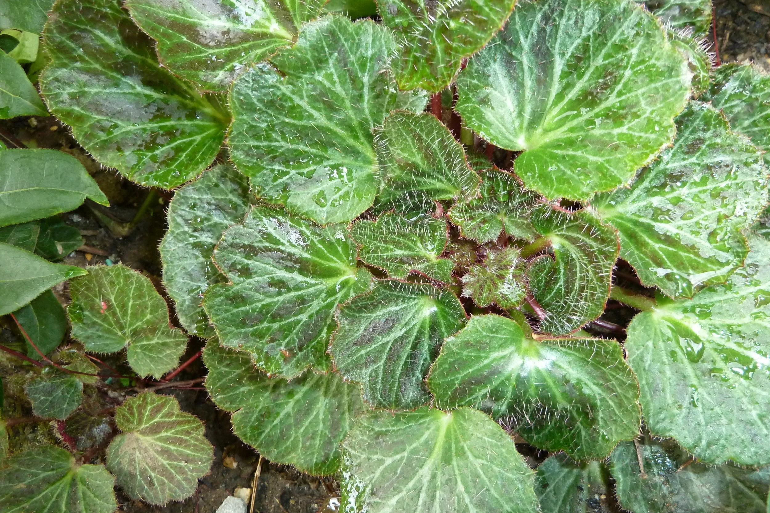 Saxifraga stolonifera ‘Maroon Beauty’. Photograph: Jane Perrone