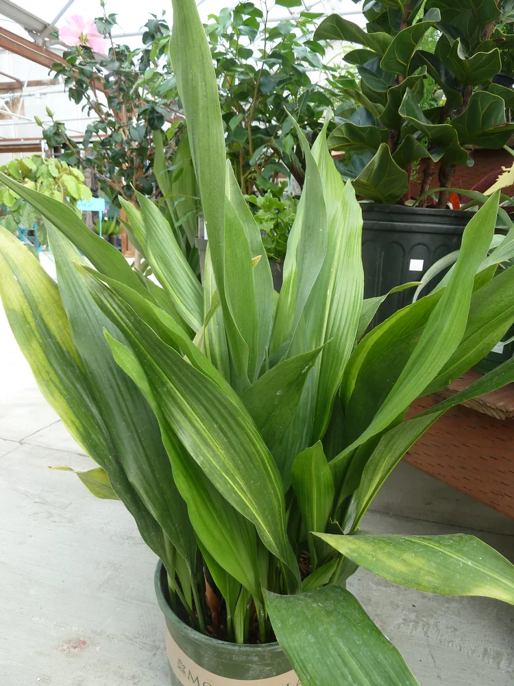 Episode 105: five houseplants for beginners  Jane Perrone