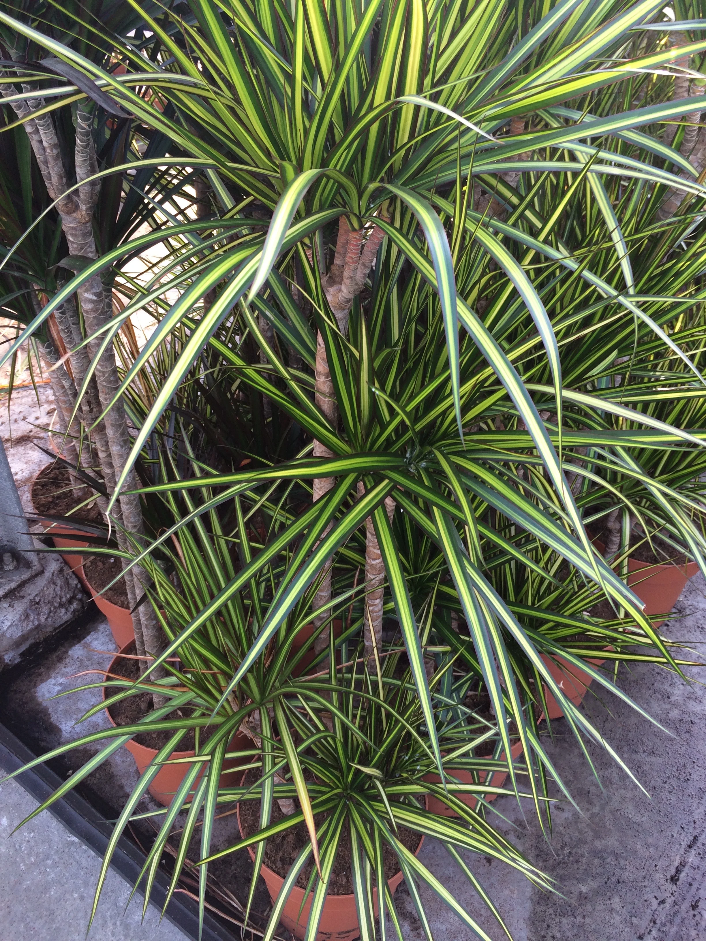 Dracaena ‘Sunshine’. Photograph: Jane Perrone.