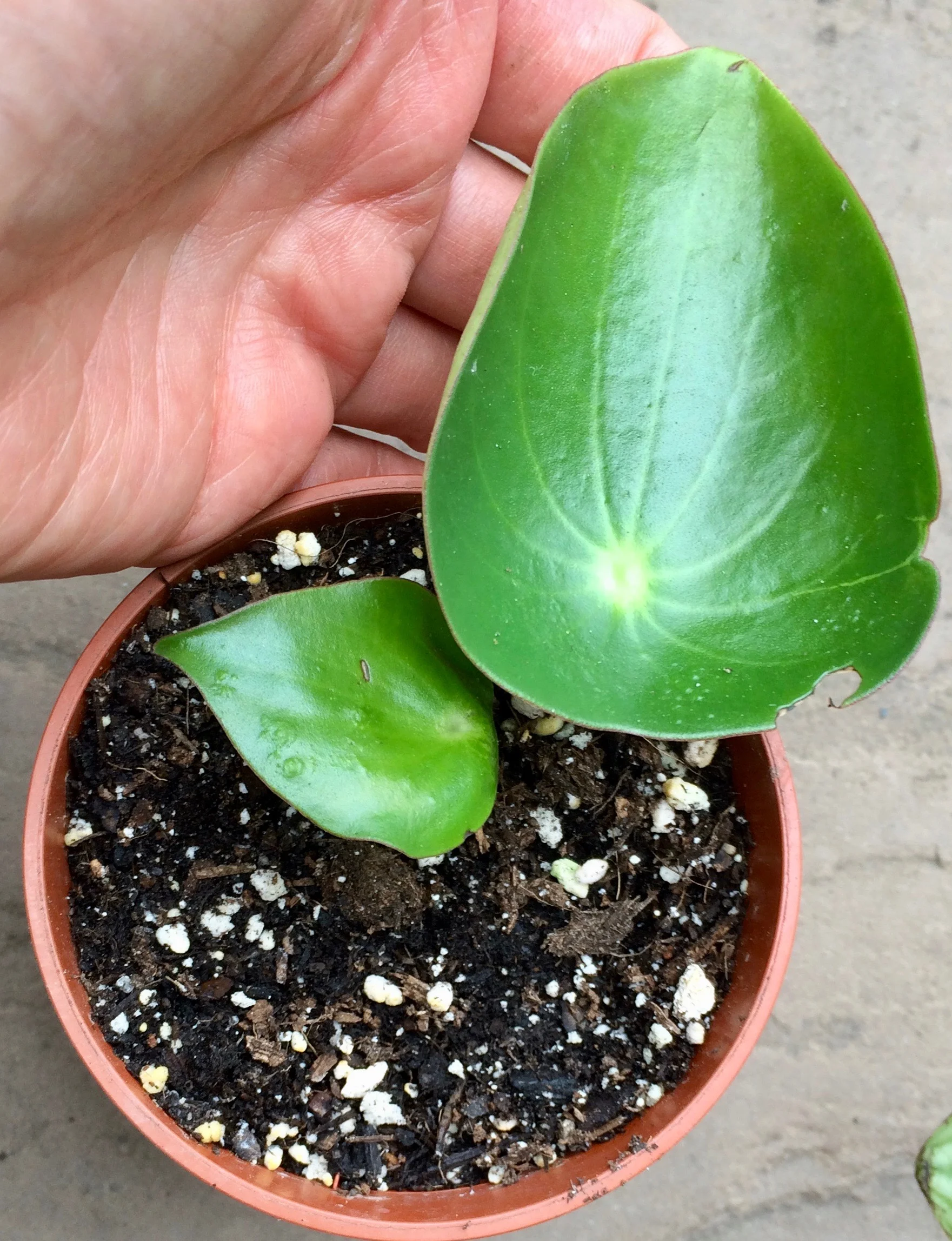 This Peperomia cutting is showing signs of oedema on the smaller leaf. Photograph: Jane Perrone