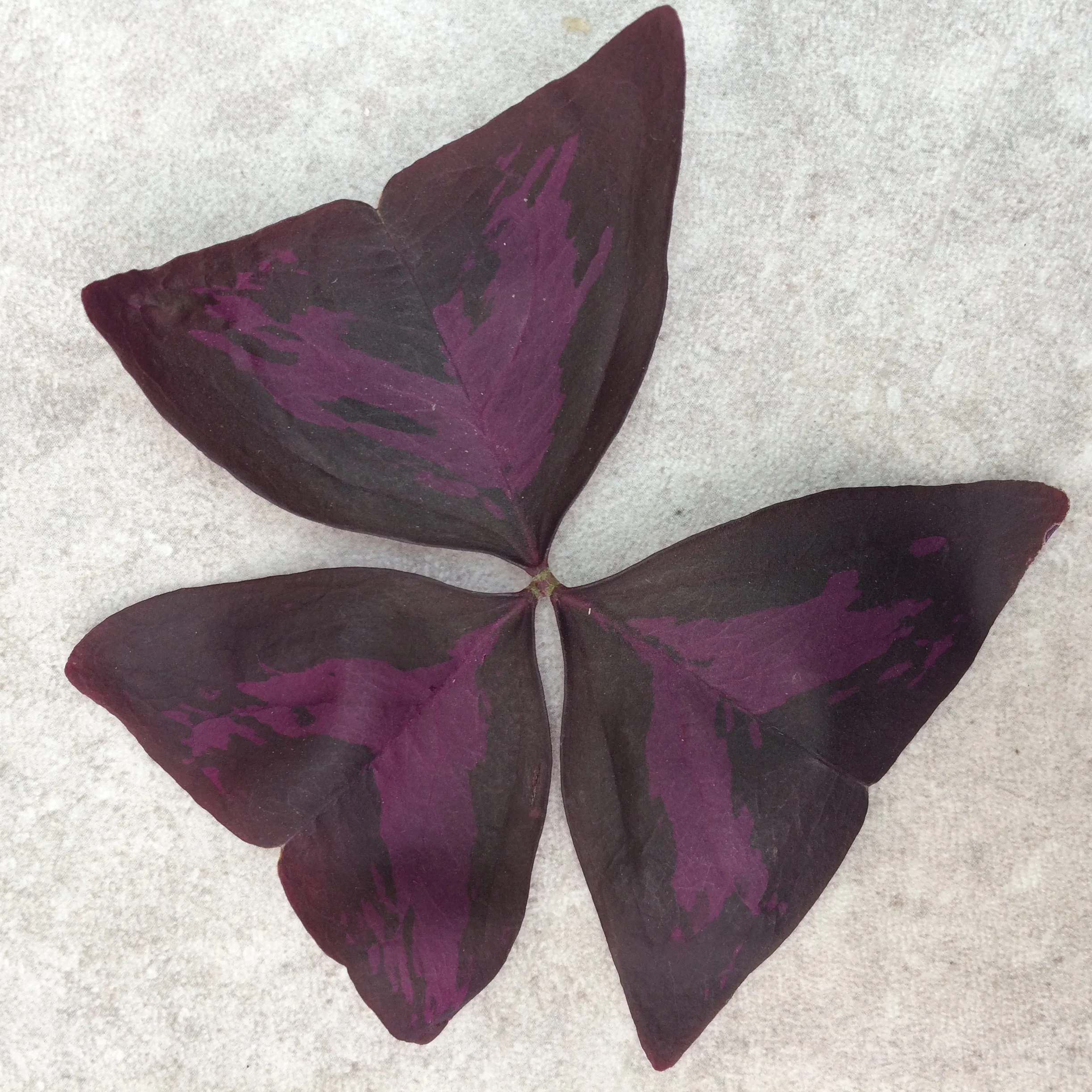 Episode 107: Oxalis triangularis aka false shamrock