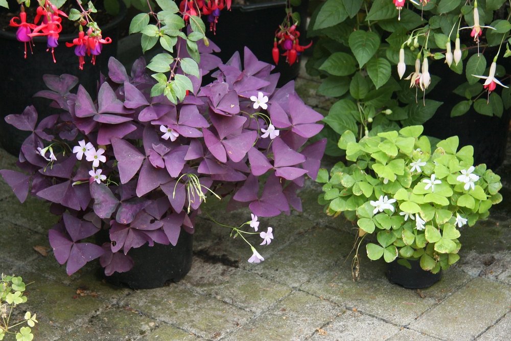 紫のシャムロック観葉植物