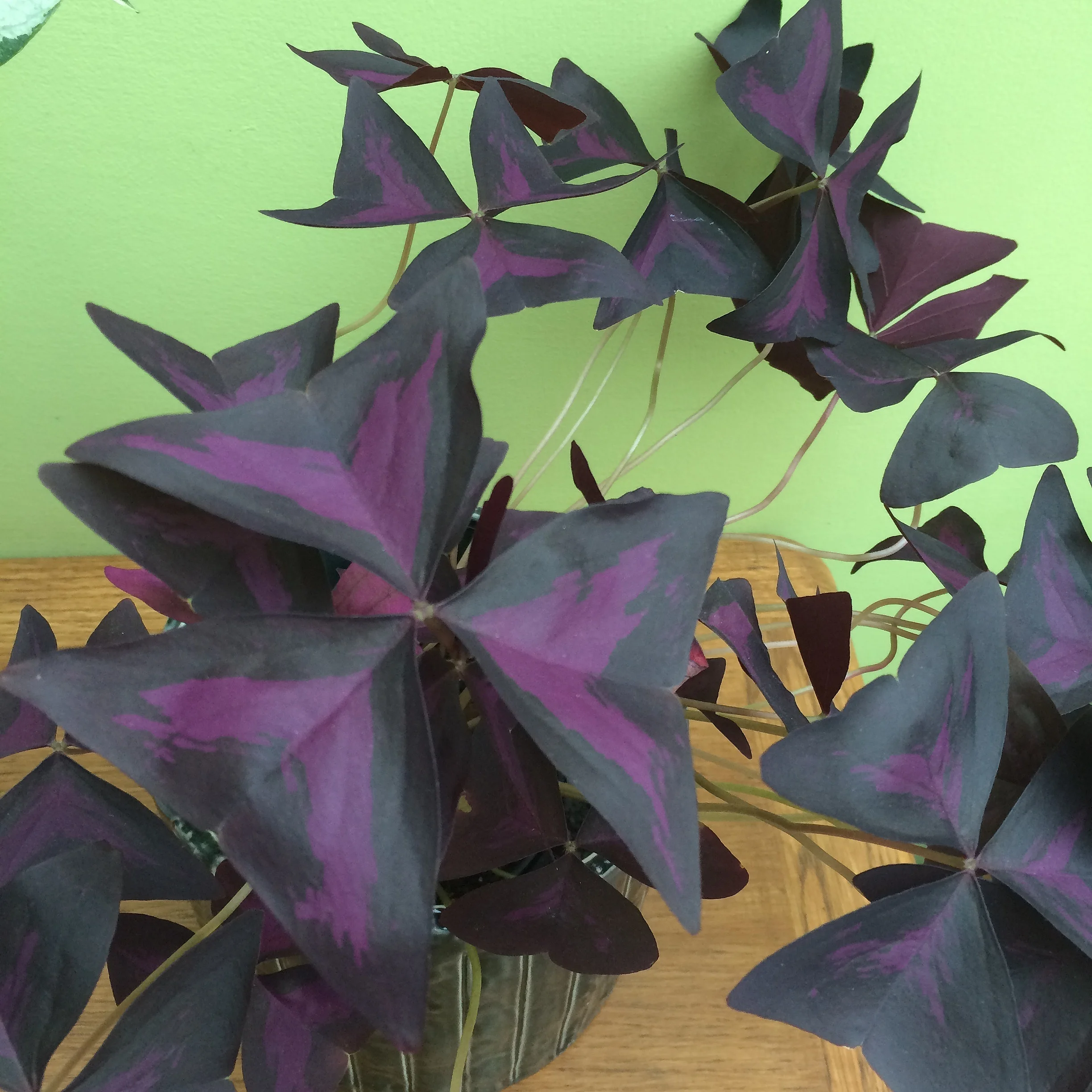 The leaves of  Oxalis triangularis  are edible and delicious - a bit like sorrel but sweeter and even more lemony! Photograph: Jane Perrone.