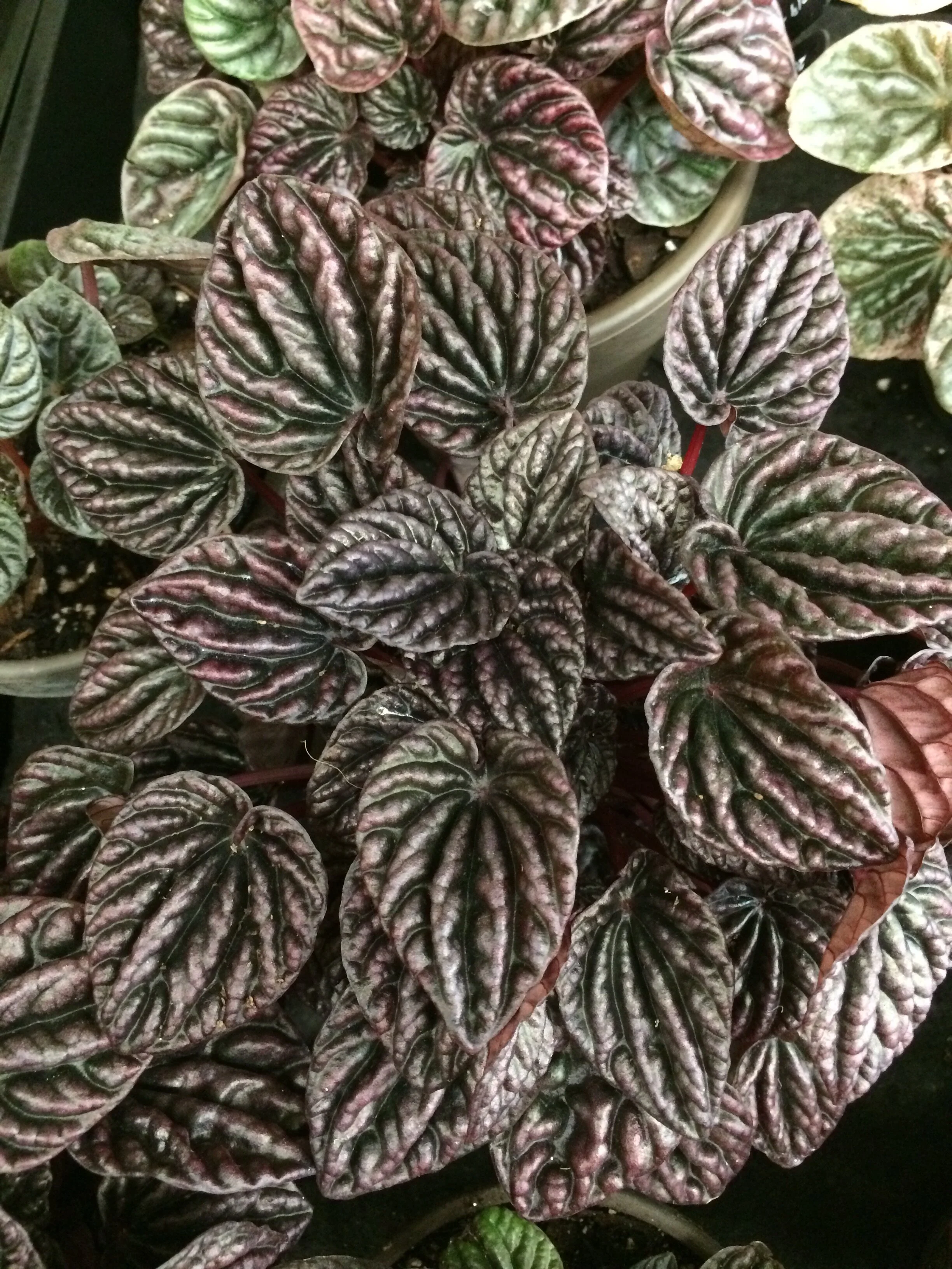 Peperomia caperata 'Luna Red’. Photograph: Jane Perrone