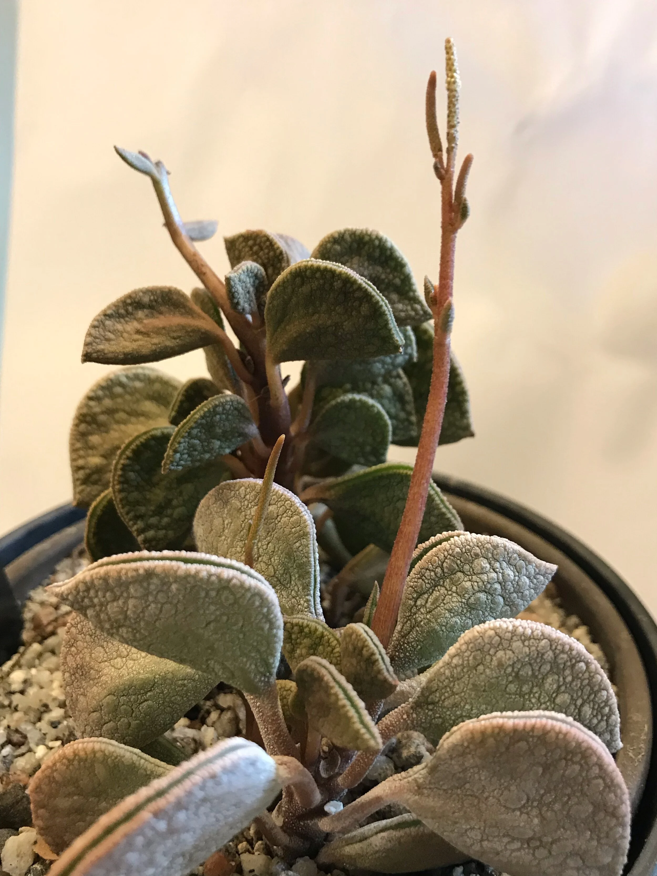 Peperomia hutchisonii . Photograph: Sally Williams.