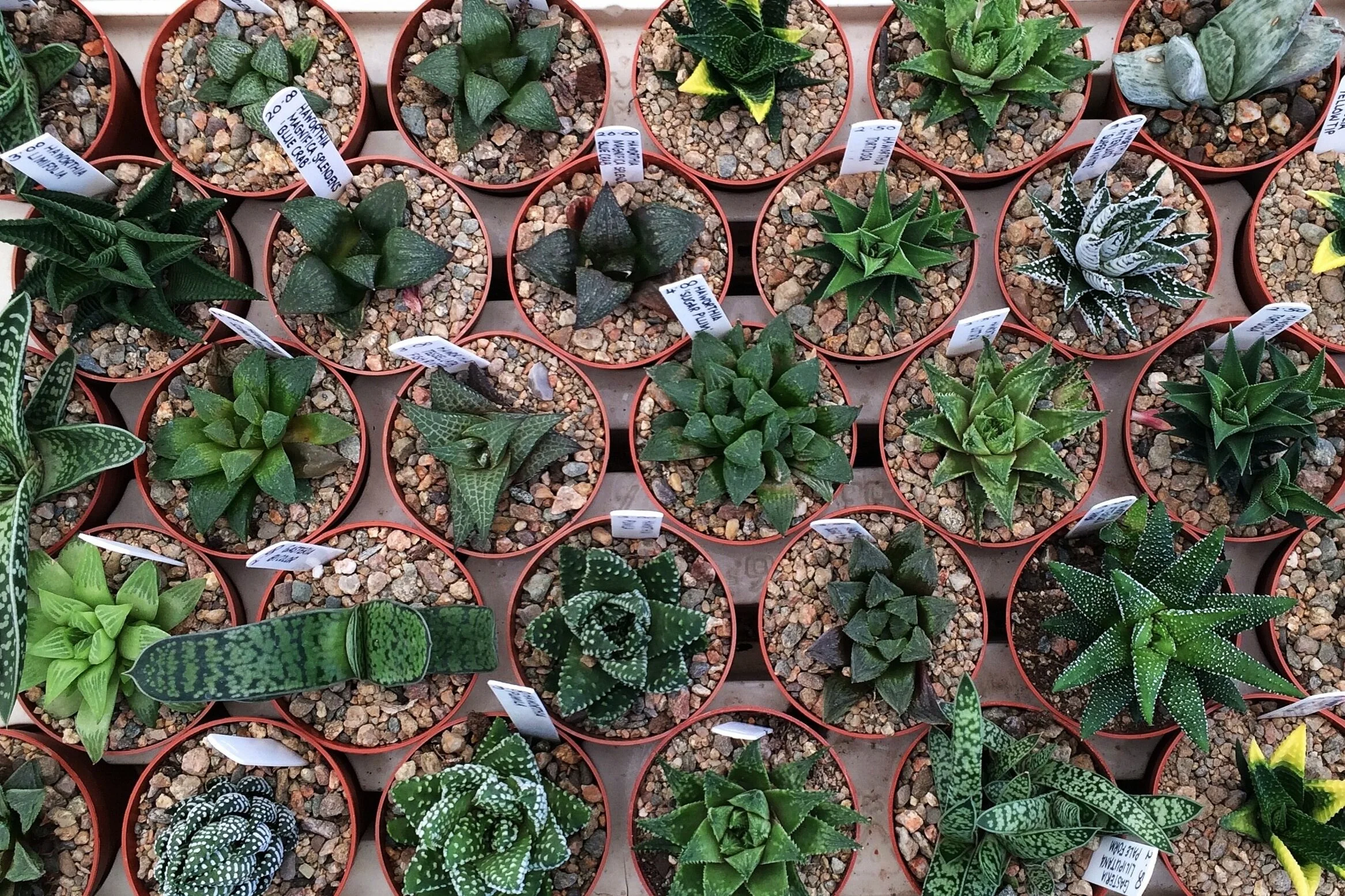 Succulents on sale at Cactusworld Live. Photograph: Jane Perrone.