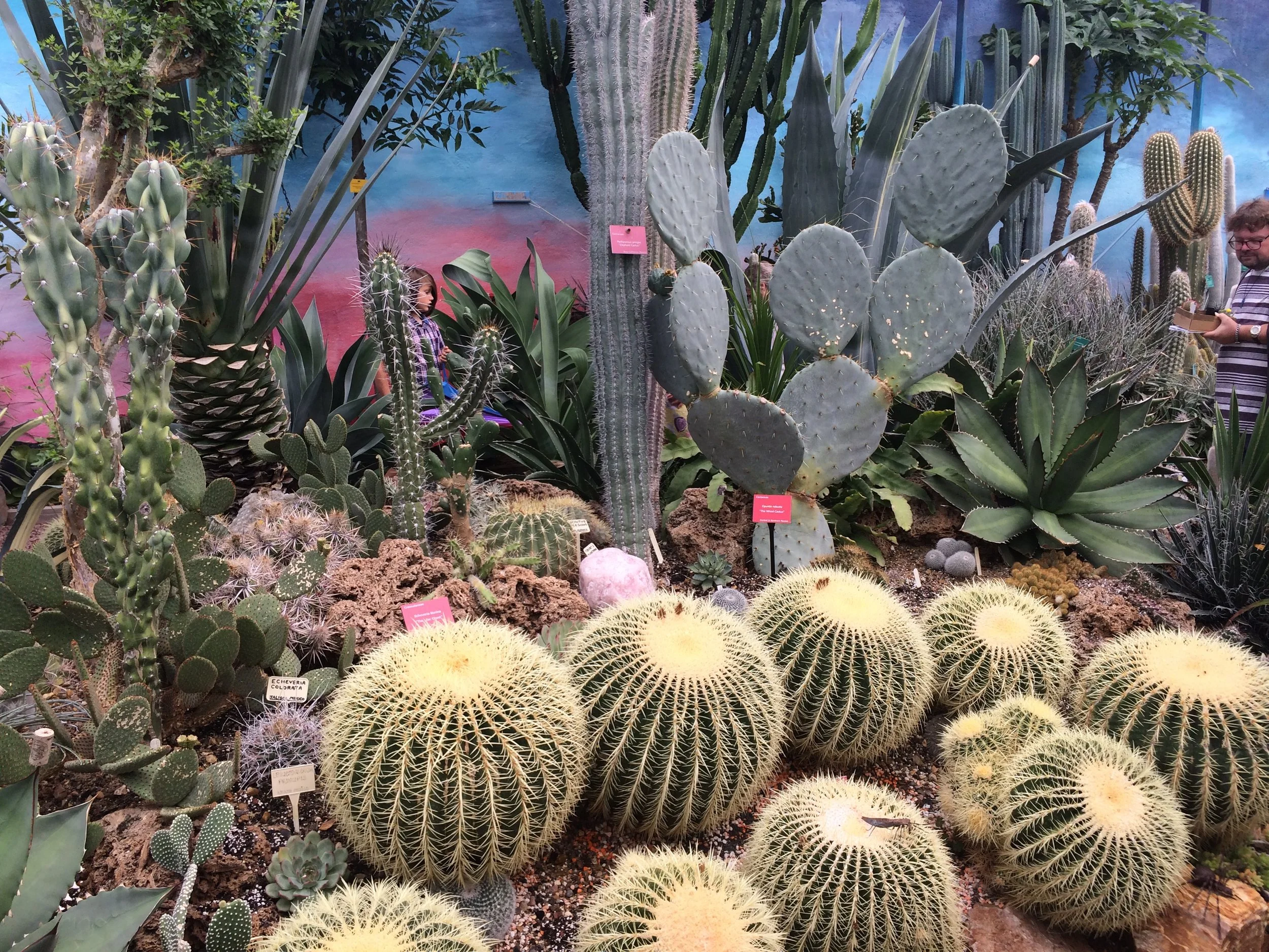 Episode 111: Cactusworld Live