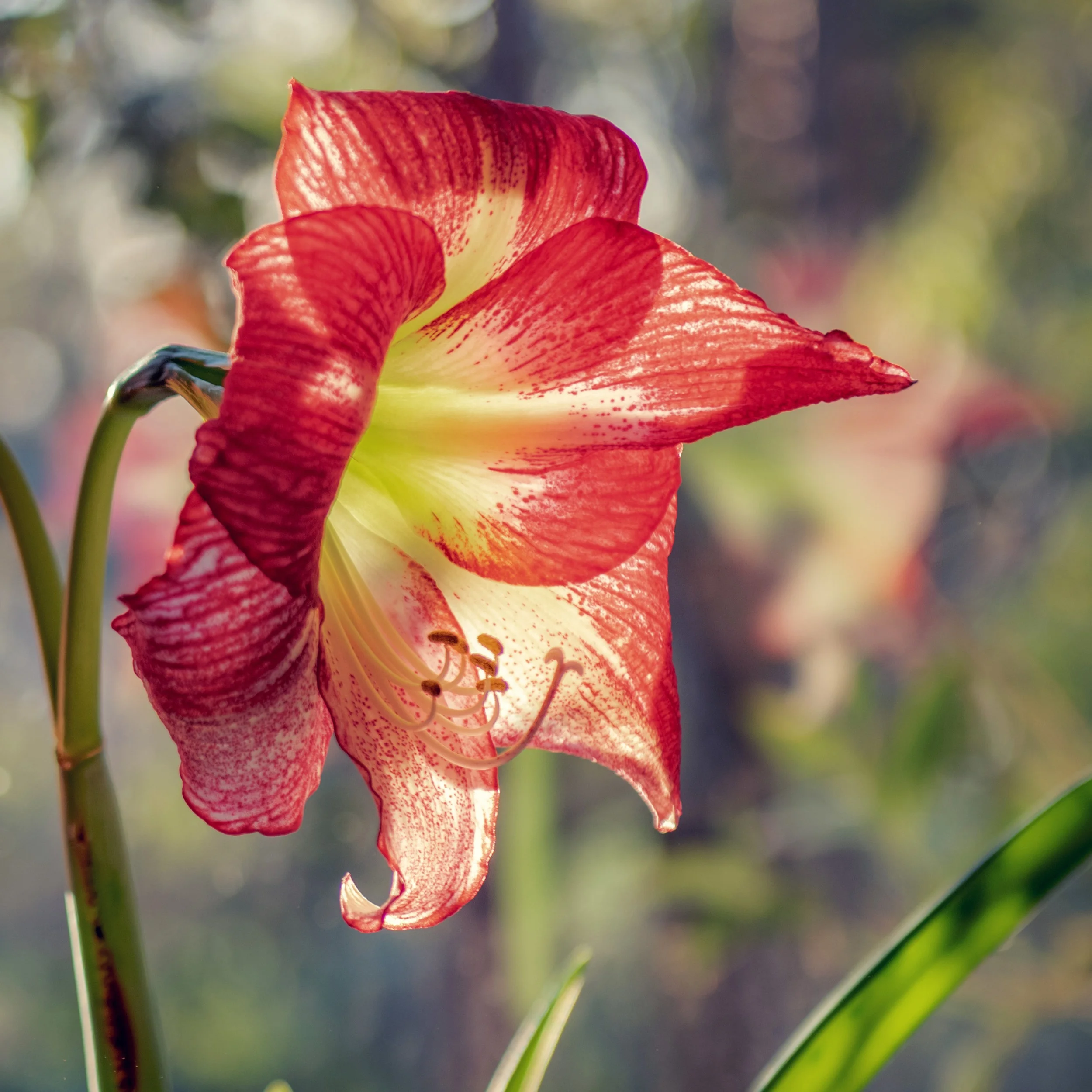 Episode 116: Hippeastrums (aka amaryllis)