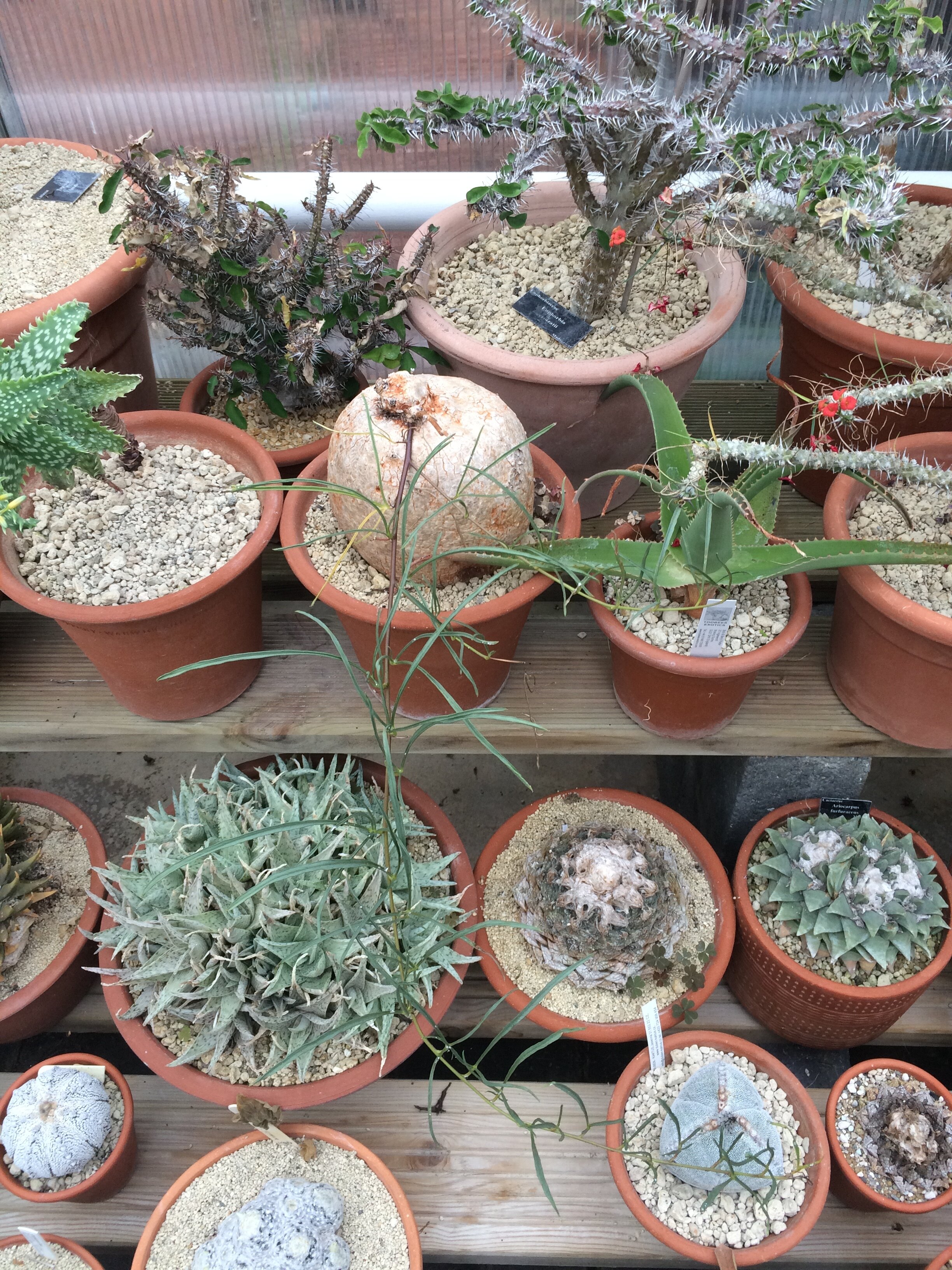 Episode 117 Euphorbias And Other Succulents With Bob Potter Jane Perrone Episode 117 Euphorbias And Other Succulents With Bob Potter Jane Perrone