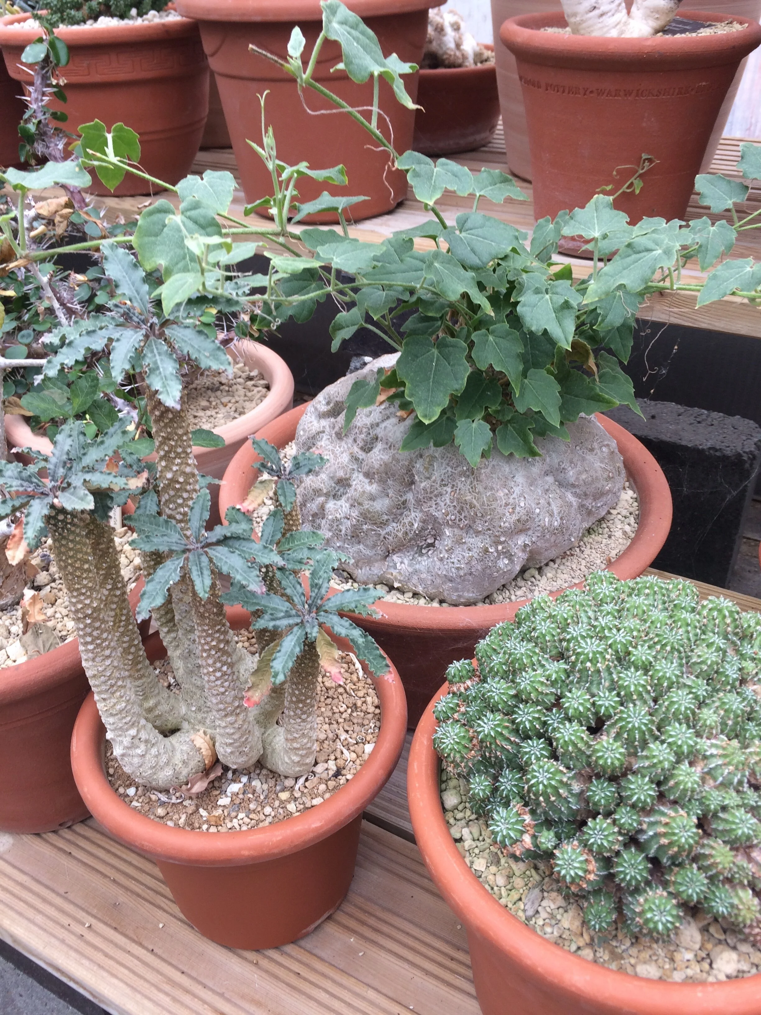 Episode 117: Euphorbias and other succulents with Bob Potter