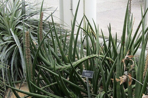 Sansevieria cylindrica grows at RHS WIsley in Surrey, England. Photograph:  Leonora (Ellie) Enking  on  Flickr .