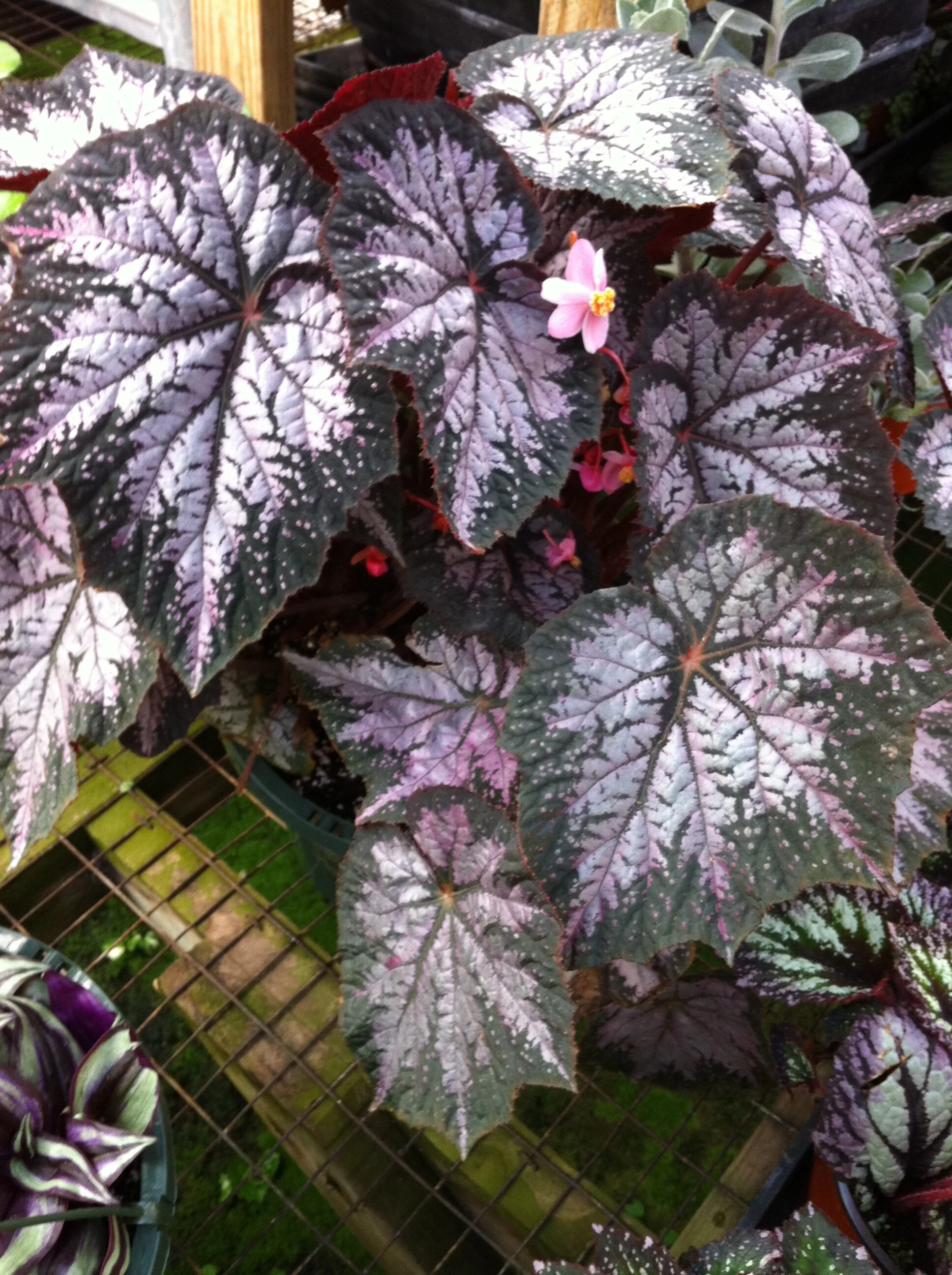 Begonia  ‘Steve’s Leaves Winter Twilight’. Find it on the Steve’s Leaves site  here .