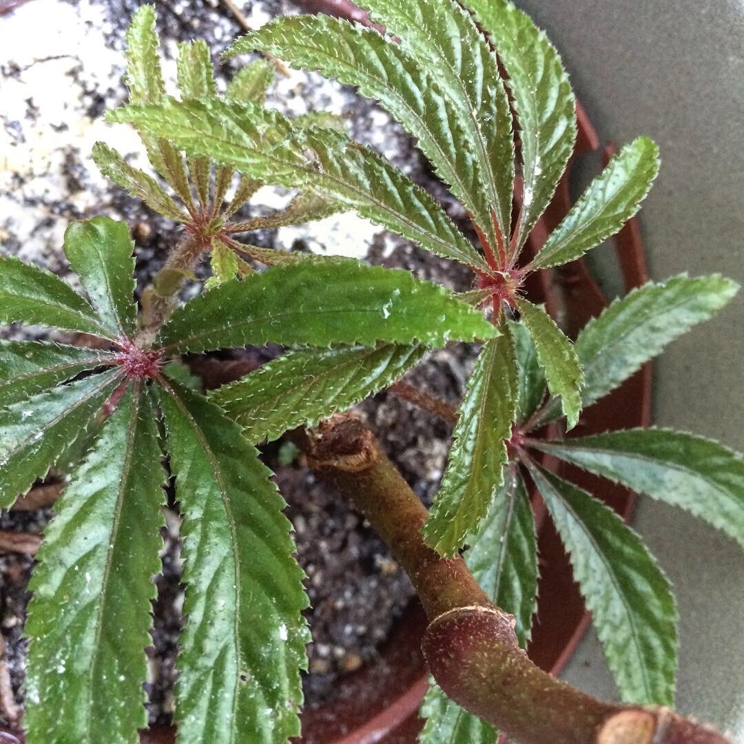 Begonia luxurians i s a cane-type Begonia. Photograph: Jane Perrone.