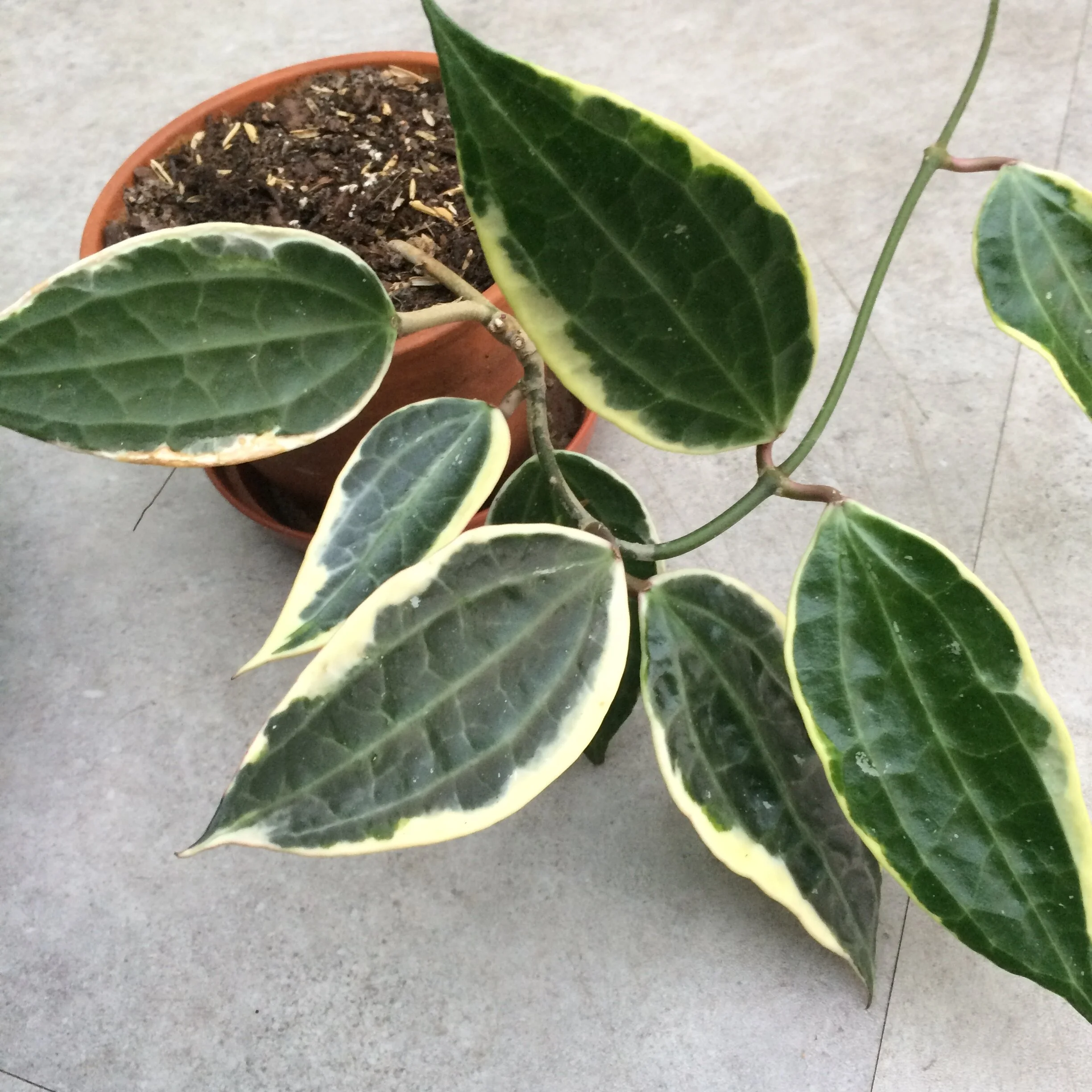 Episode 123: Jane's Hoya tour