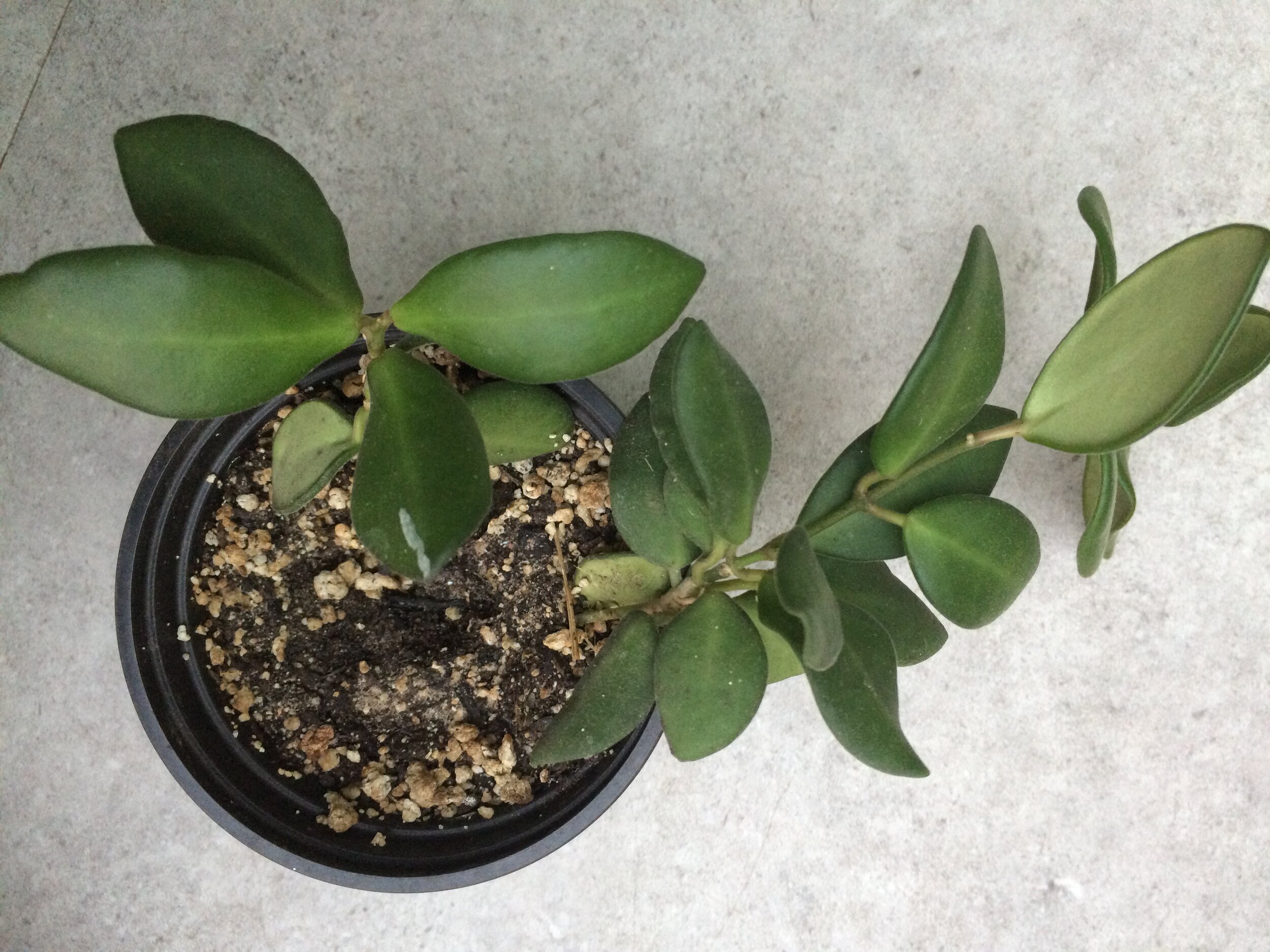    Hoya  sp DS70:  This Hoya comes under so many synonyms it’s hard to know what to call it…anyway it has pretty red flowers should flower a lot once established.  