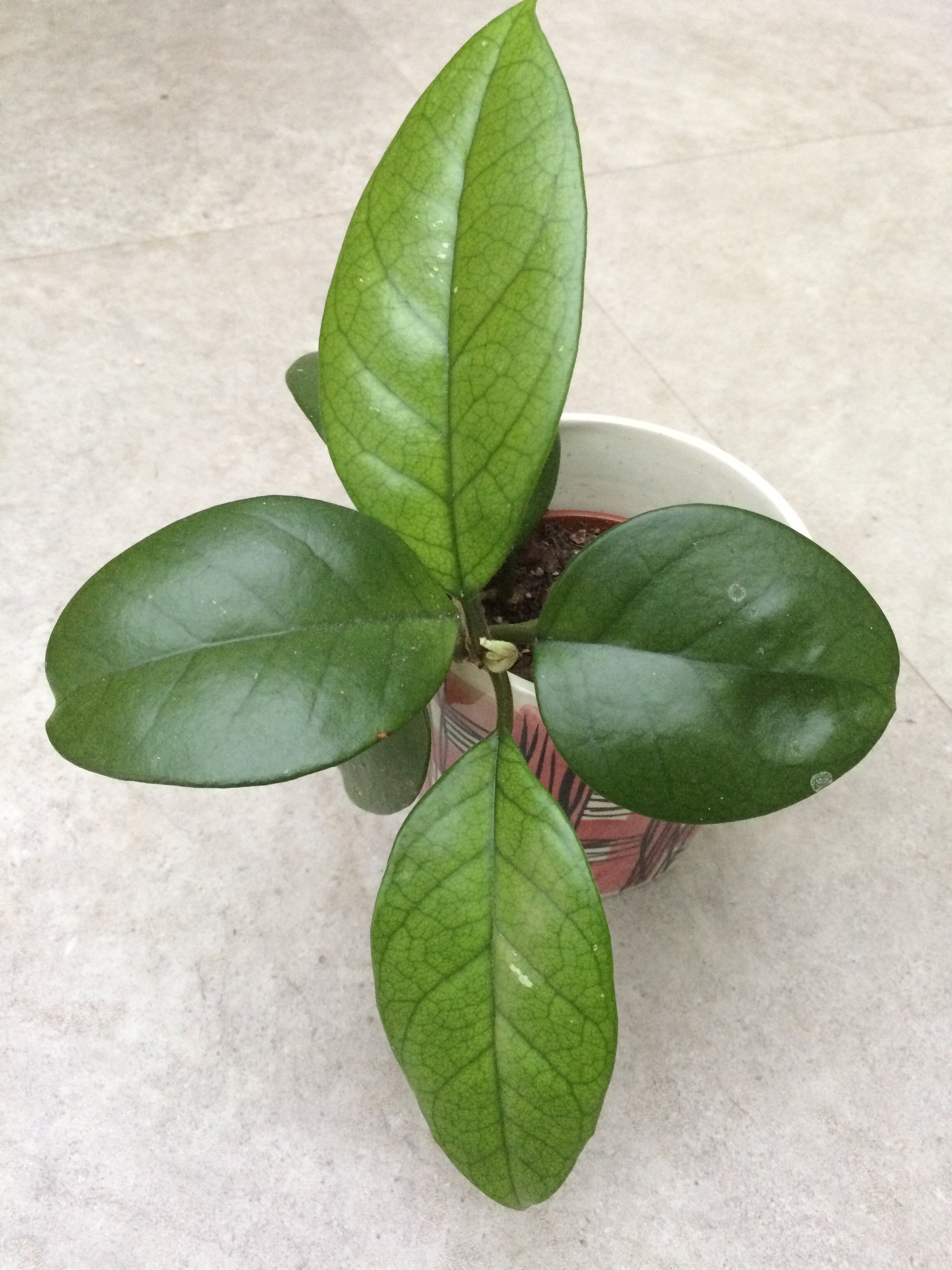    Hoya fungii:   a fast-growing, easy-care Hoya with white flowers and a good scent.  