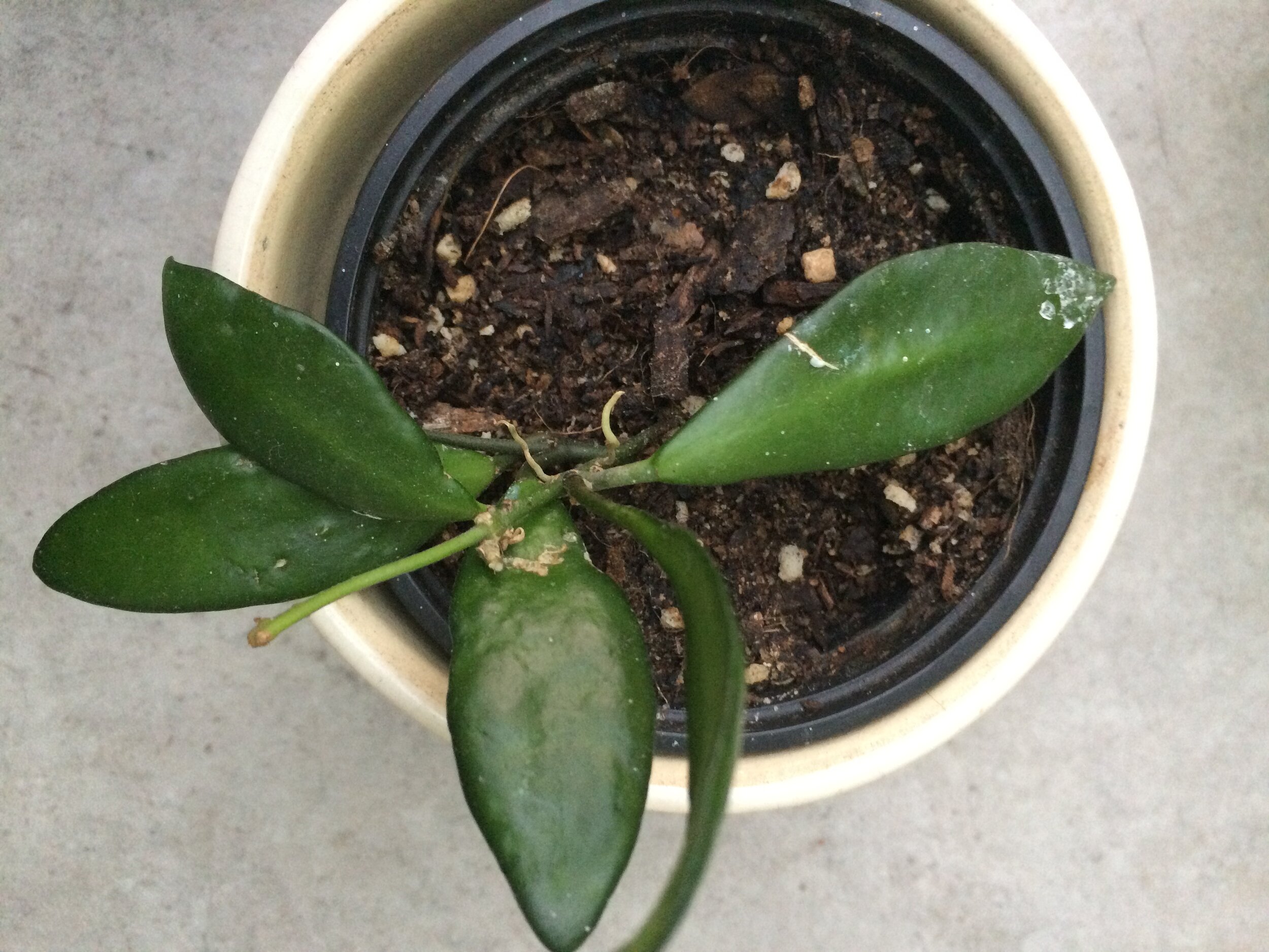    Hoya davidcummingii:   Not 100% sure on the ID of this one, so if you disagree do let me know! 