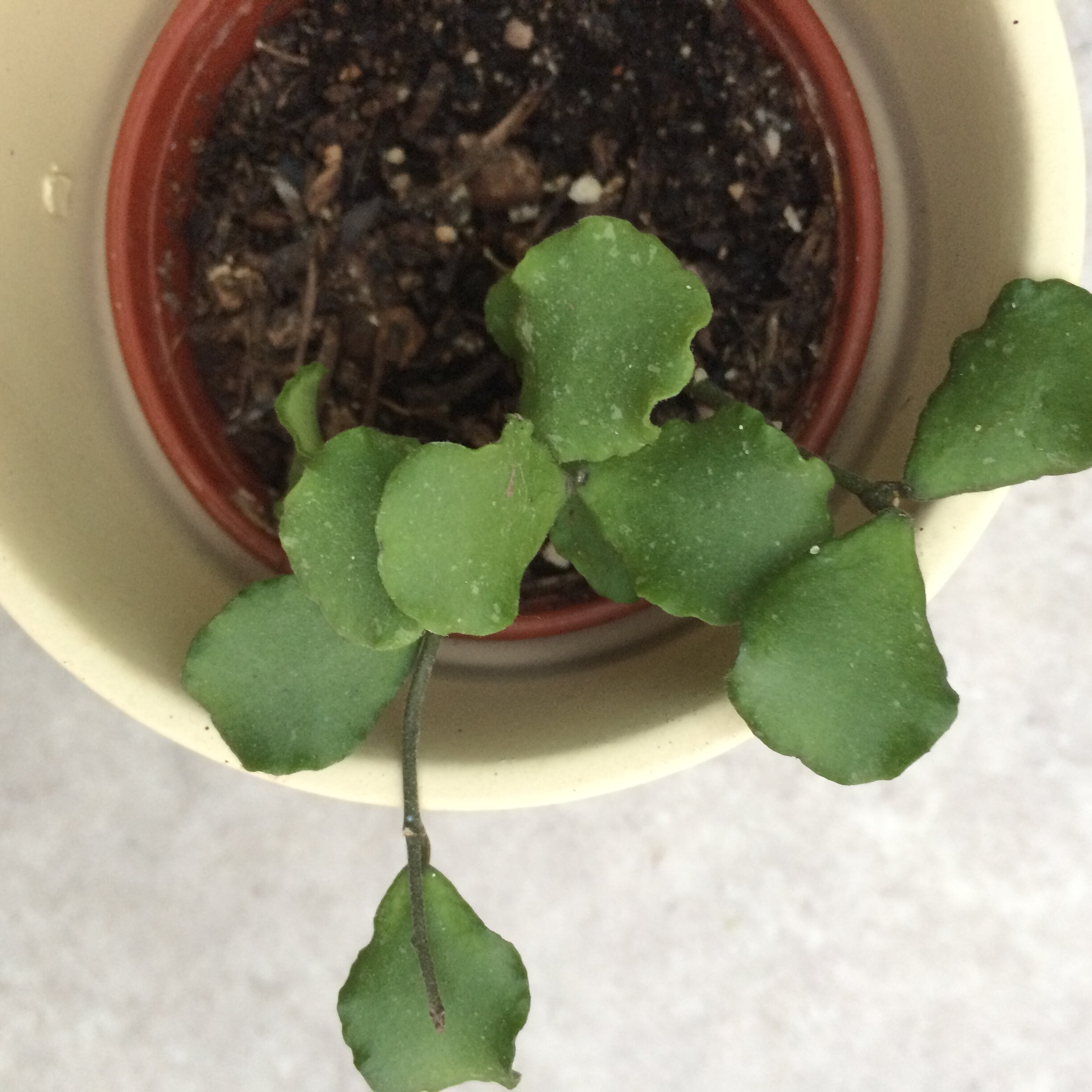    Hoya kanyakumariana:   A lovely small-leaved hoya that is OK with dry air and sun.  