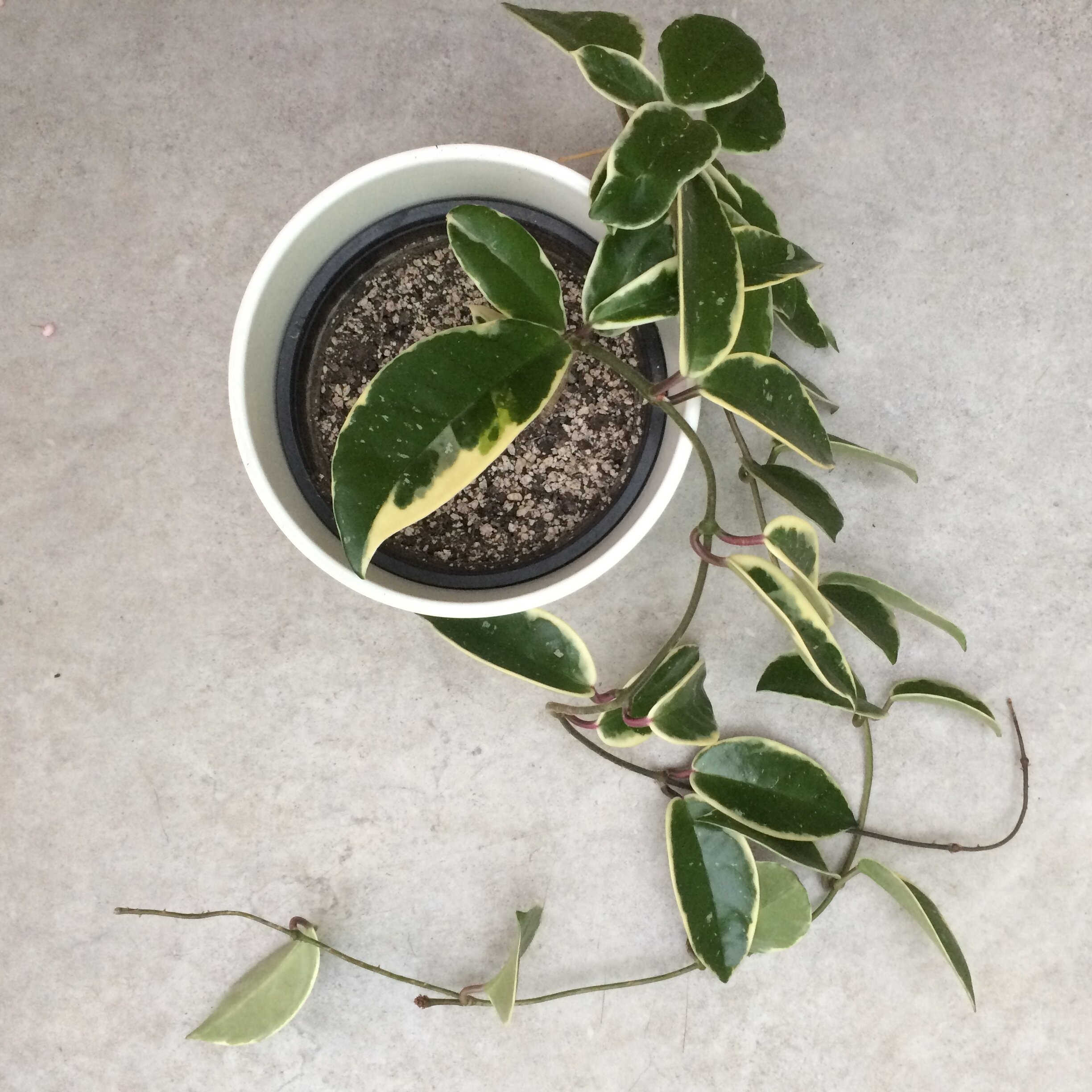    Hoya carnosa  'Albomarginata' : my OG Hoya!  This plant suffered badly when I allowed it to grow a stem of all-white leaves. 