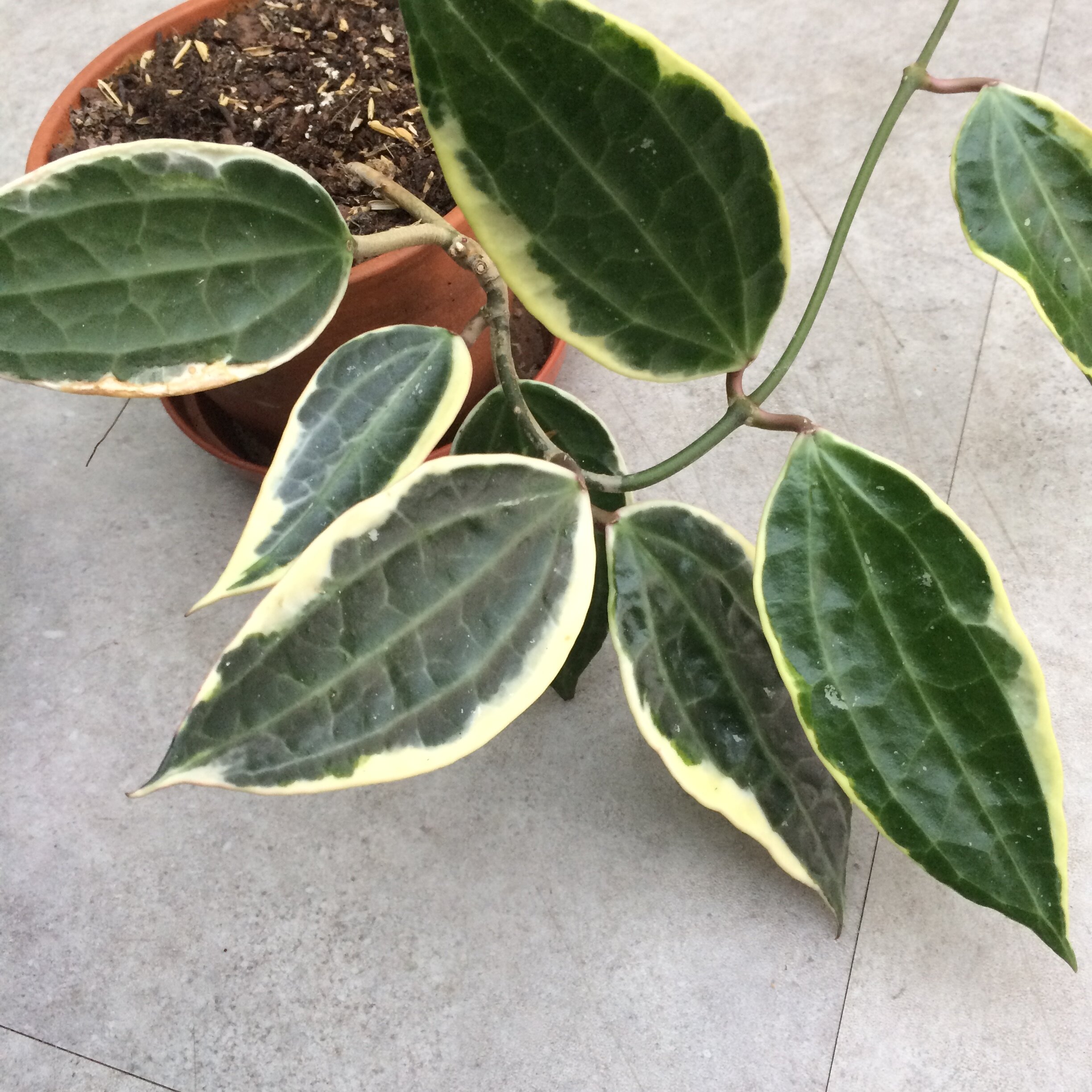    Hoya macrophylla  ‘Variegata’:  Thids one of vying for the title of my favourite Hoya. Stunning foliage. There’s some confusion over the name though - is this really  Hoya clandestina ? 