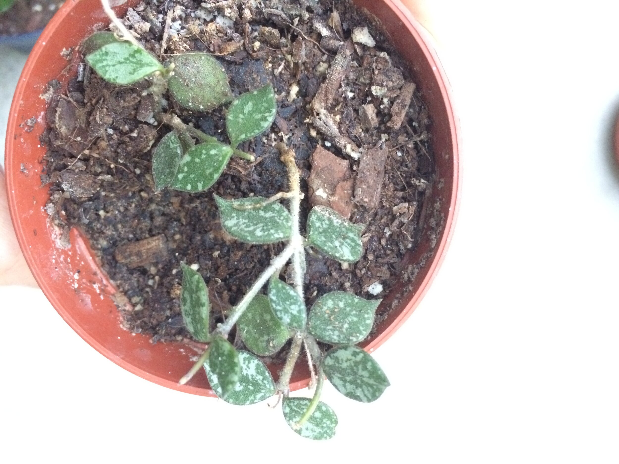    Hoya curtisii:   a really cute small-leaved Hoya. Can;t wait for this one to get going! 