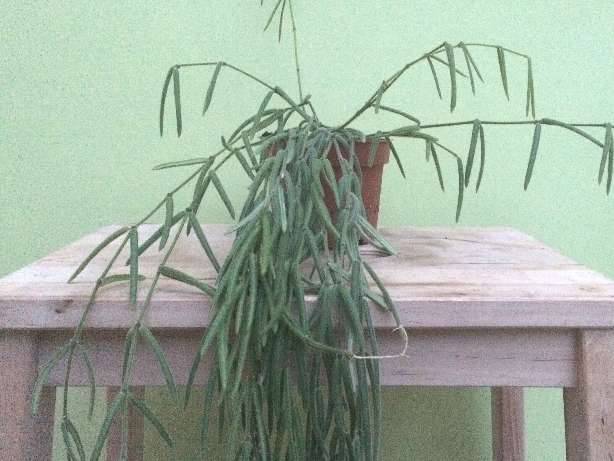    Hoya linearis :  this came as a cutting from James Wong and has done really well - look at the next image for the flowers! 