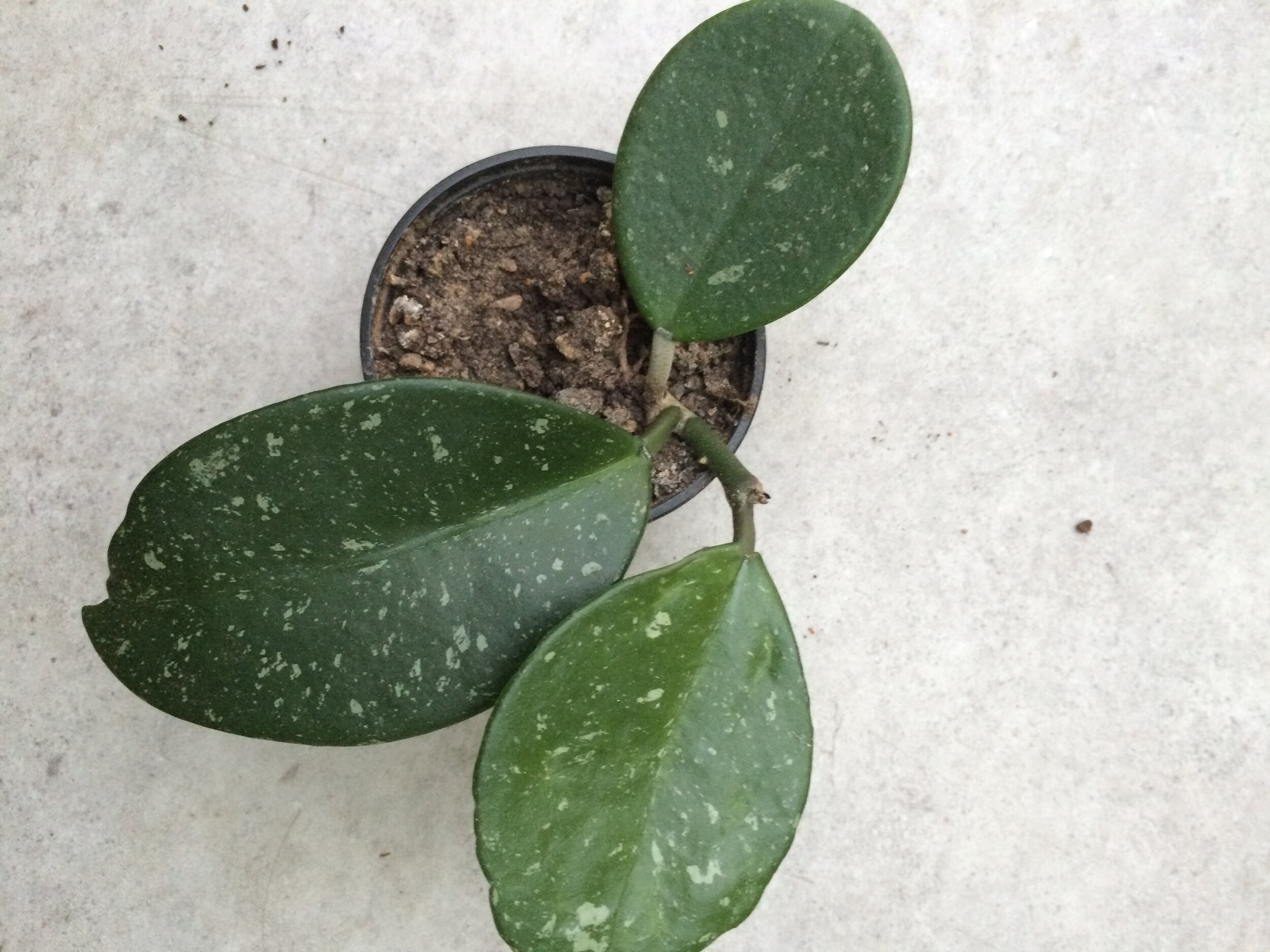    Hoya obovata:    an easy to grow hoya that grows fairly large. This one will end up climbing some kind of obelisk….  