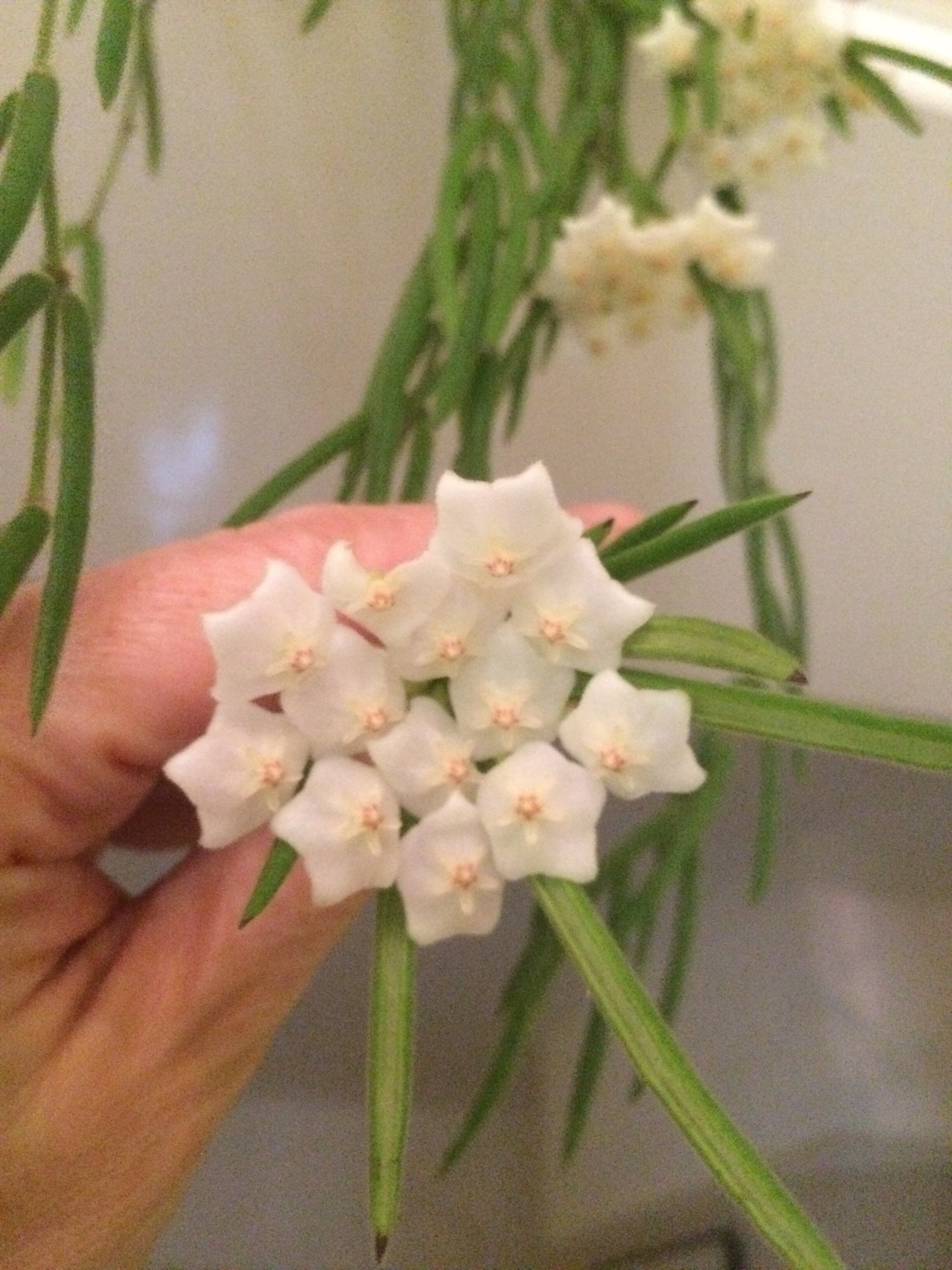    Hoya linearis   flowers. 