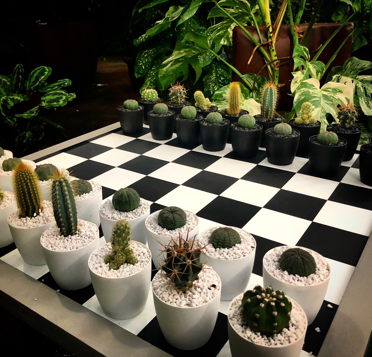 Episode 126: houseplant takeover with the RHS Gardening podcast