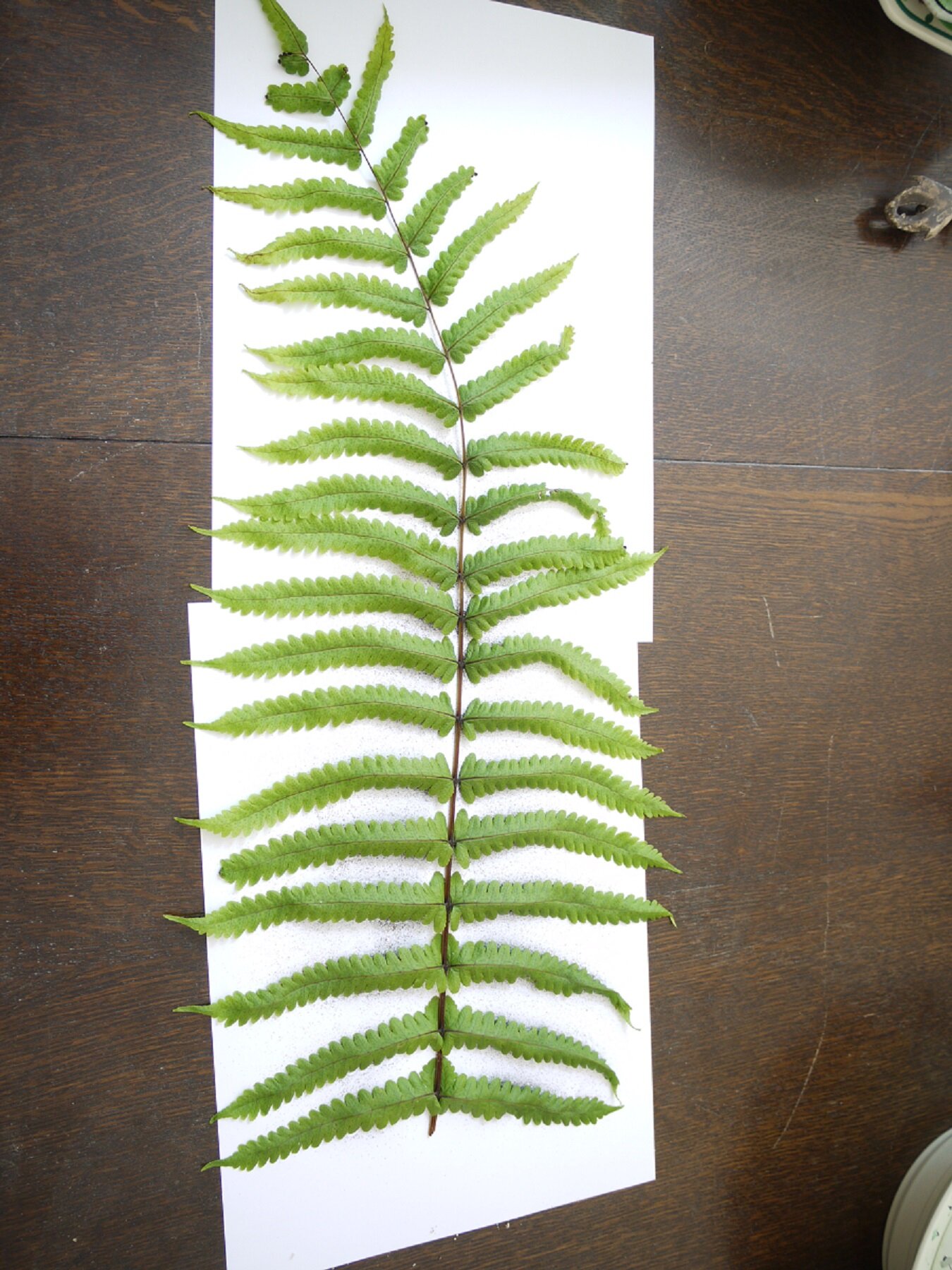 Fertile fronds are dried on paper to release the spores. 